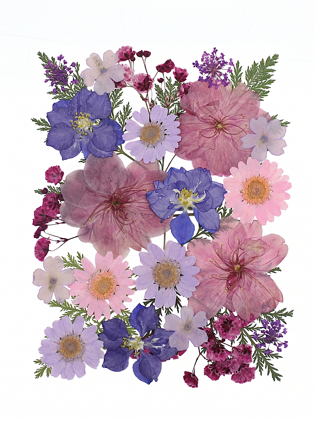 将图片外围灰色背景替换为纯白色，保留压花干花本身不变，只抠出花材保留纯白背景