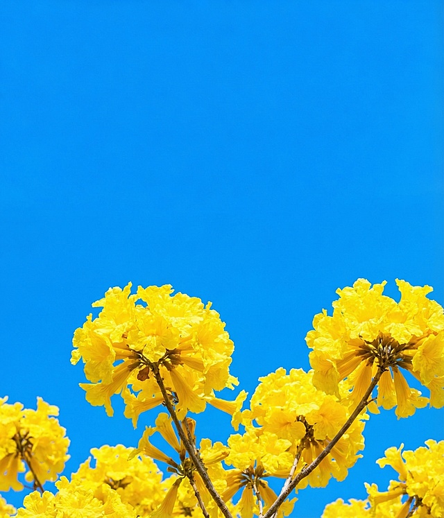 清新明快的双色设计风，黄花蓝空交织自然与水彩质感，实景感十足，传递春日清爽清透之韵。