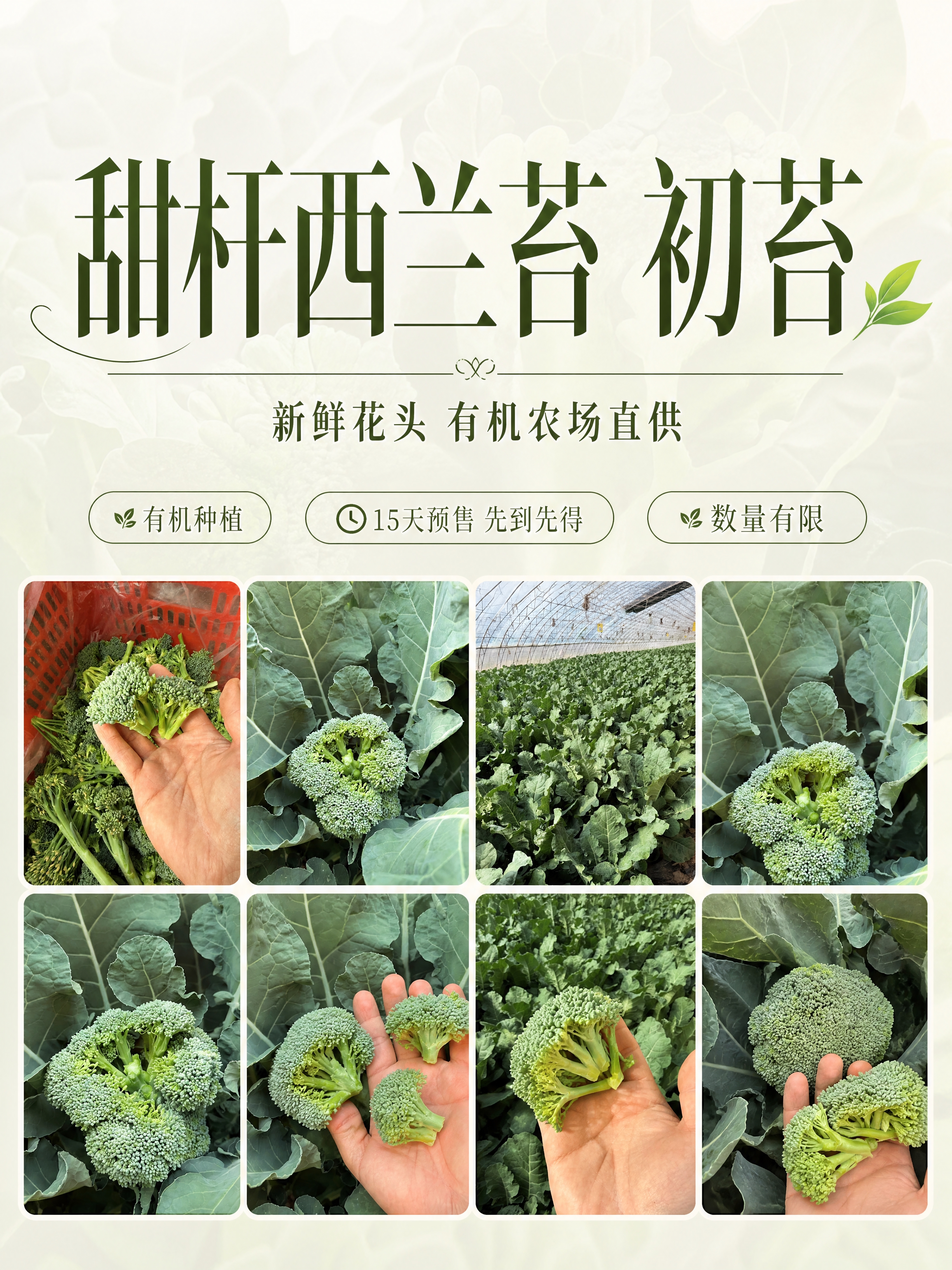 小红书笔记大字封面，配图大字，ins清新极简优雅风格，版式精美… - 图片创意预览