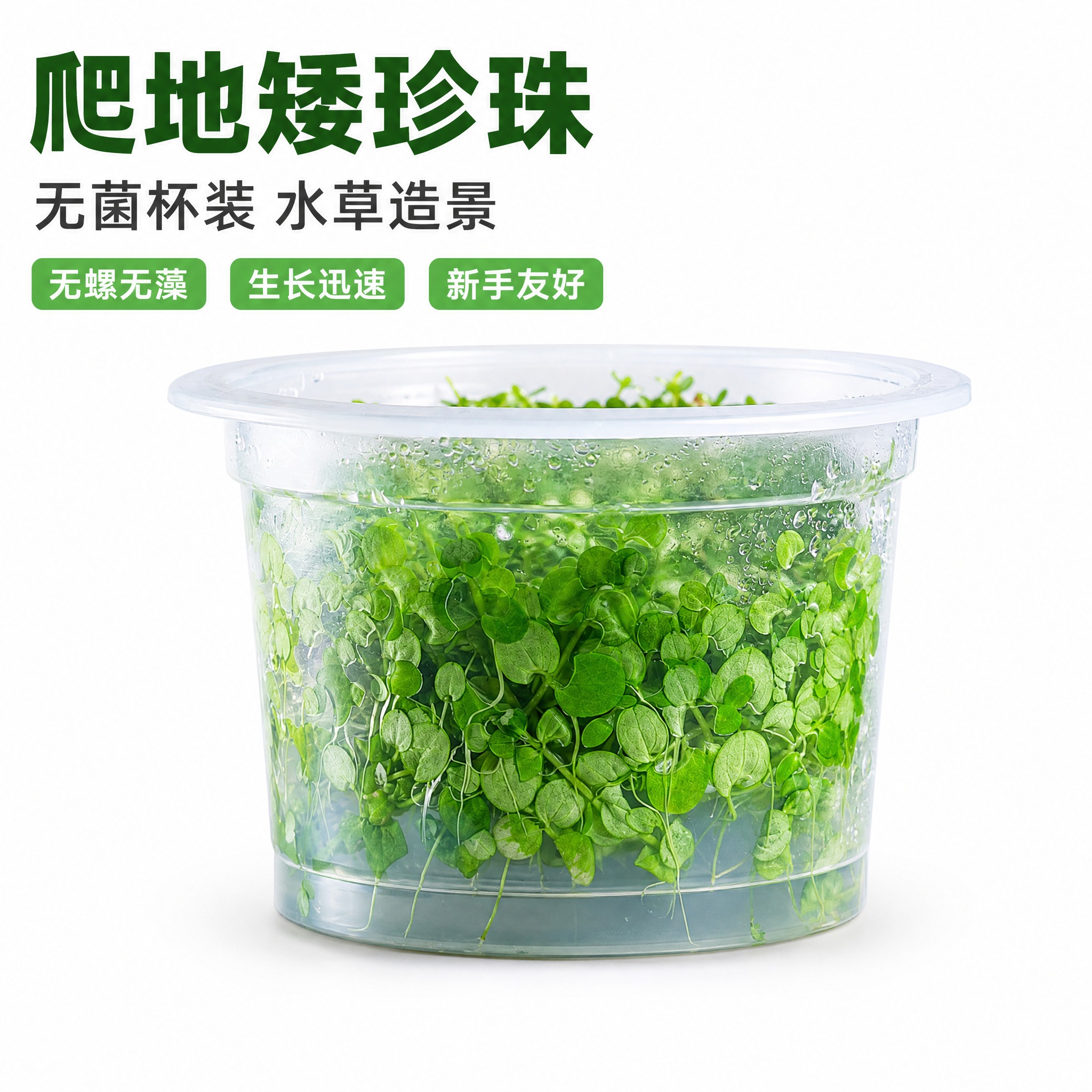 [主图-1] 首图白底产品陈列，突出爬地矮珍珠无菌杯水草的完整… - 图片创意预览
