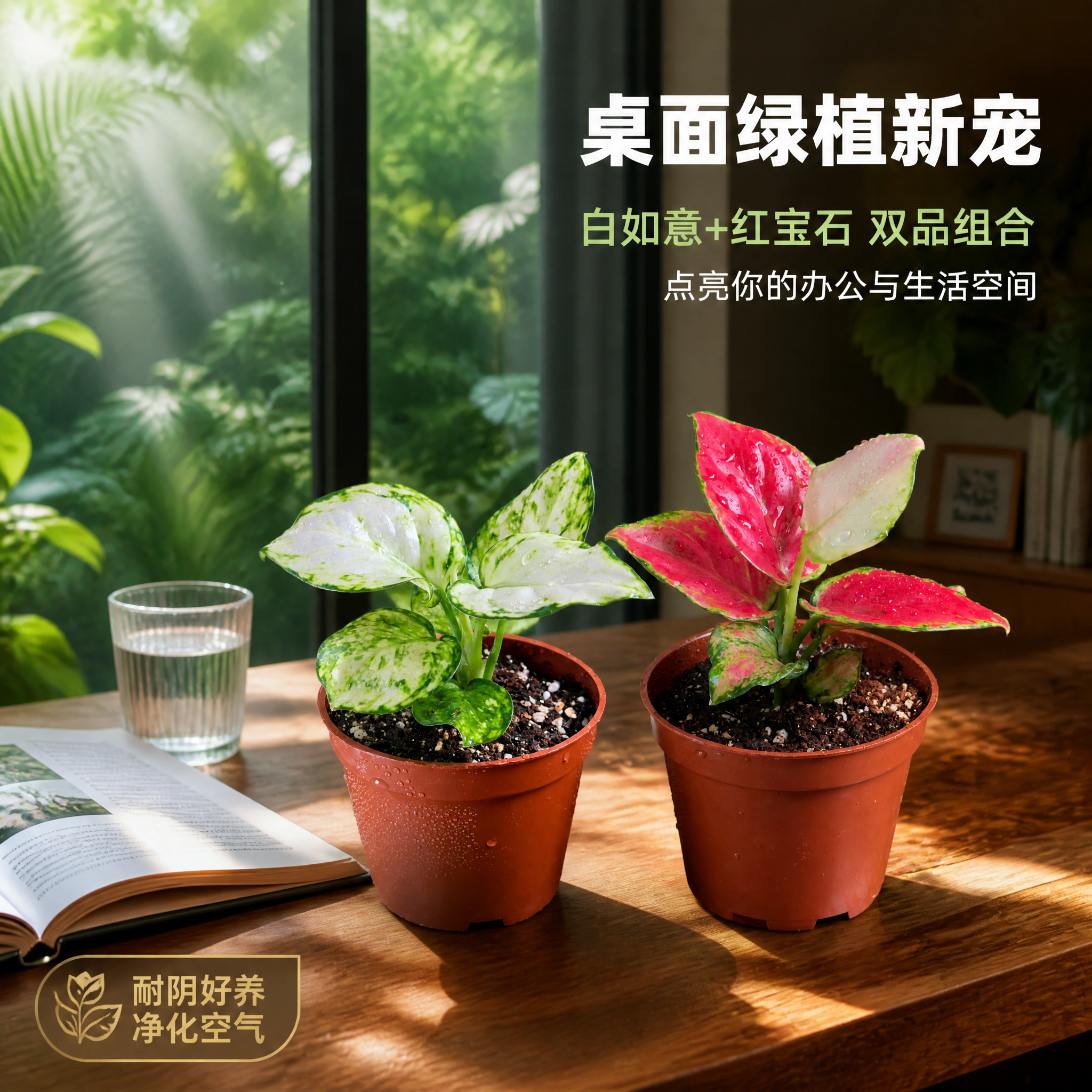[主图-5] 粗肋草室内桌面摆放场景 家居搭配主图 [统一基调… - 图片创意预览
