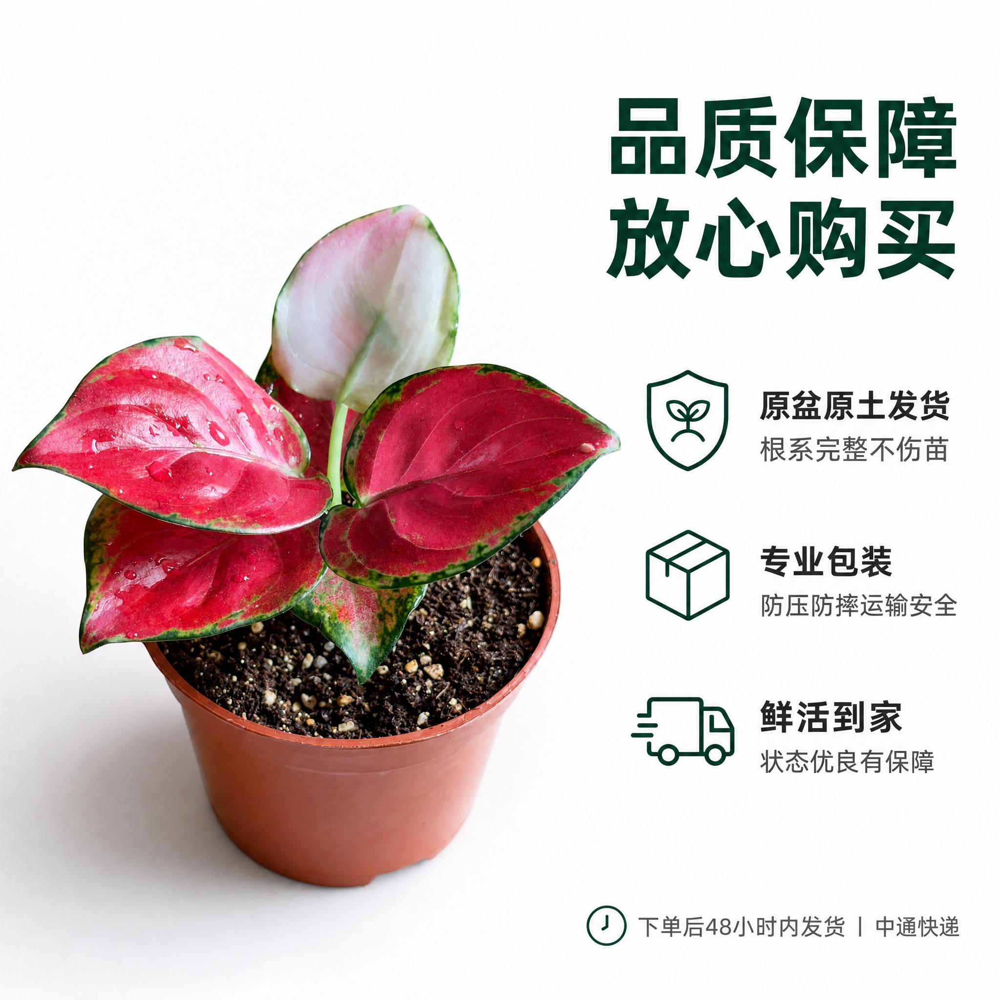 [主图-10] 品质保障与发货说明 白如意与红宝石粗肋草 白色… - 图片创意预览
