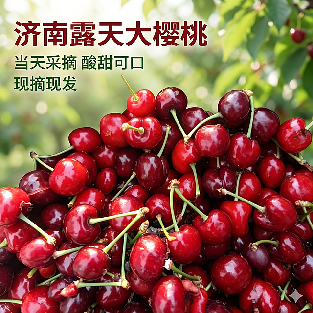 [主图-1] 济南露天大樱桃点击率首图，突出新鲜食欲
[氛围风格] 新鲜自然 露天果园产地氛围 充满食欲
[画质] 商业摄影质感、光线柔和通透、产品清晰真实、画面干净高级
[元素] 满满一筐济南露天红灯大樱桃堆放在画面中心，果实红润饱满带翠绿新鲜果柄，部分果实表面带自然晨露水珠，保留果实自然新鲜质感，背景虚化融入樱桃园绿色树叶场景。保持樱桃外观颜色形状与输入产品图绝对一致，杜绝任何变形和色差，精细化处理。商品主体占比严格控制在70%左右，画面满屏无边框。
[光影] 自然上午暖阳逆光穿透果肉，突出果实的通透红润，树叶投下柔和斑驳阴影，整体光影明亮清爽，突出露天种植新鲜度。
[配色] 主色调为樱桃本身的酒红色，搭配背景浅绿色和自然果柄绿色，清新自然有食欲。
[视角构图] 平视略带俯视角度，中心构图，景深自然，主体突出。
[文字版式] 左上负空间左对齐留安全边距，大字主文案"济南露天大樱桃"酒红色粗体最大号无衬线，下方两行小字，第一行"当天采摘 酸甜可口"，第二行"现摘现发"，字号缩小一半，深绿色，文字不遮挡主体。
[比例分辨率] 1:1比例，2k分辨率，文字清晰可辨，超高清。
[负向提示词] 变形，水印，文字错乱，产品图模糊，背景杂乱，过度修图，颜色失真