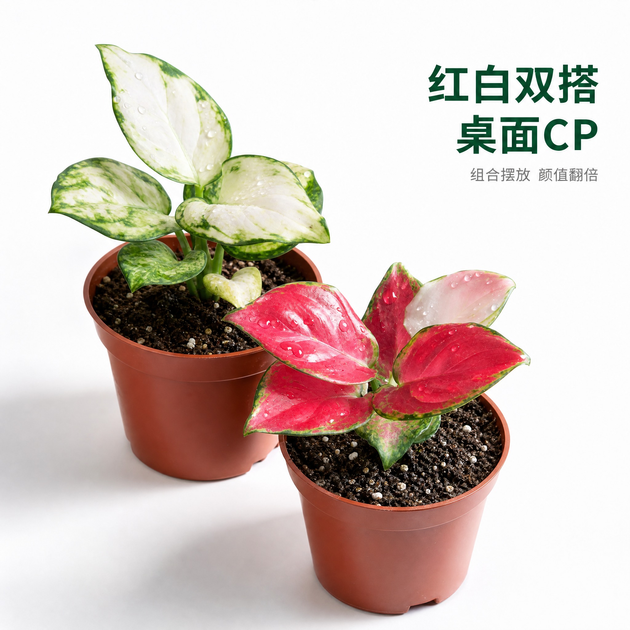 [主图-10] 白如意粗肋草与红宝石粗肋草组合陈列主图，亮白色… - 图片创意预览