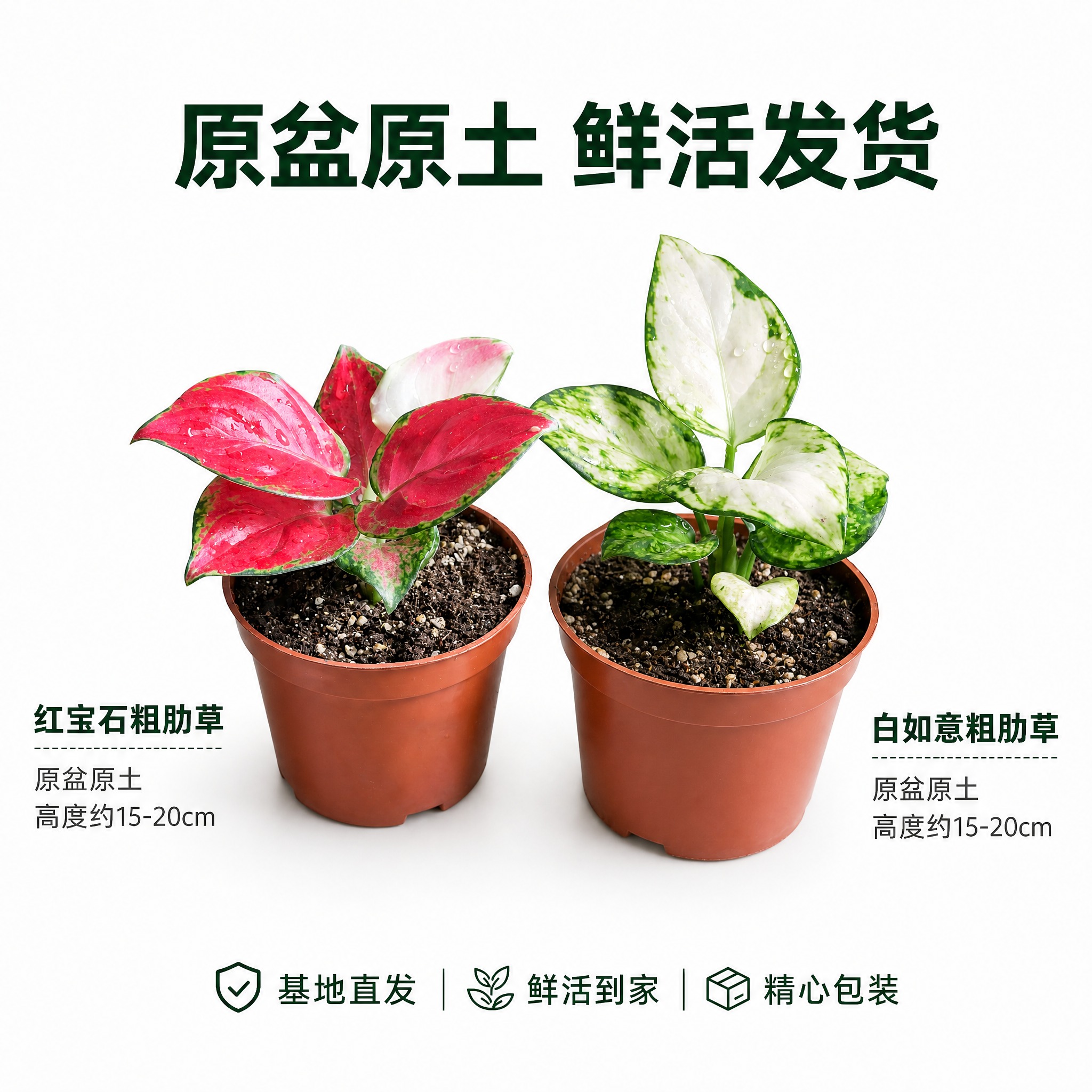 [主图-10] 主题：规格与发货展示主图，亮白背景说明盆栽规格… - 图片创意预览