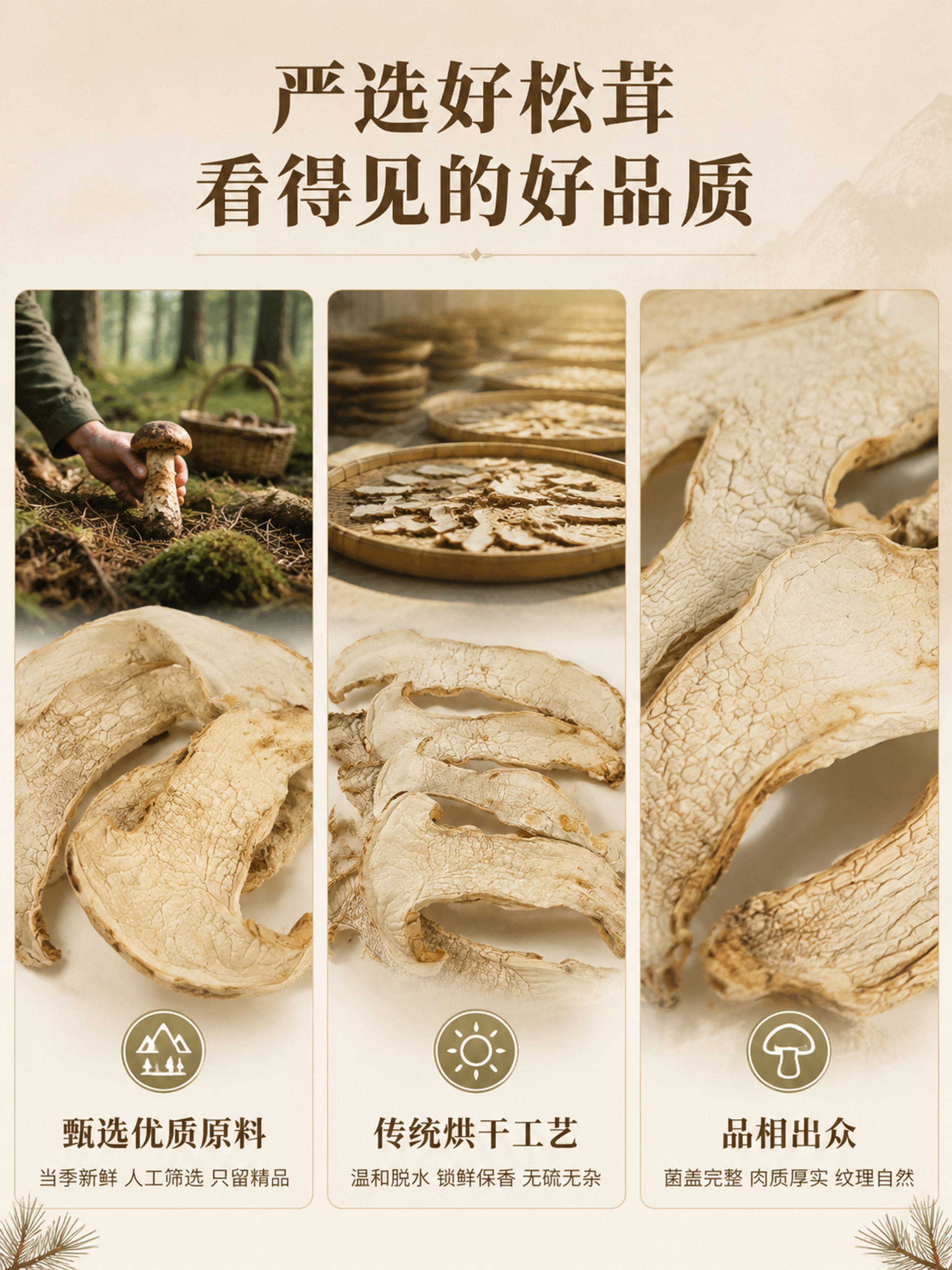 [第2屏] 成分/产地专屏-严选好松茸三大品质卖点。本屏使用【… - 图片创意预览
