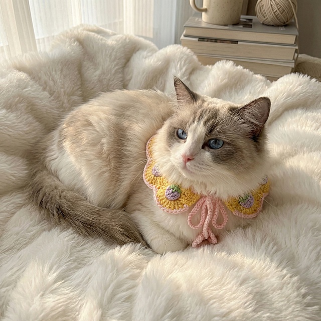 一只蓝眼睛的布偶猫，佩戴着图中黄色针织围脖，趴在柔软的白色毛毯上，温馨风格