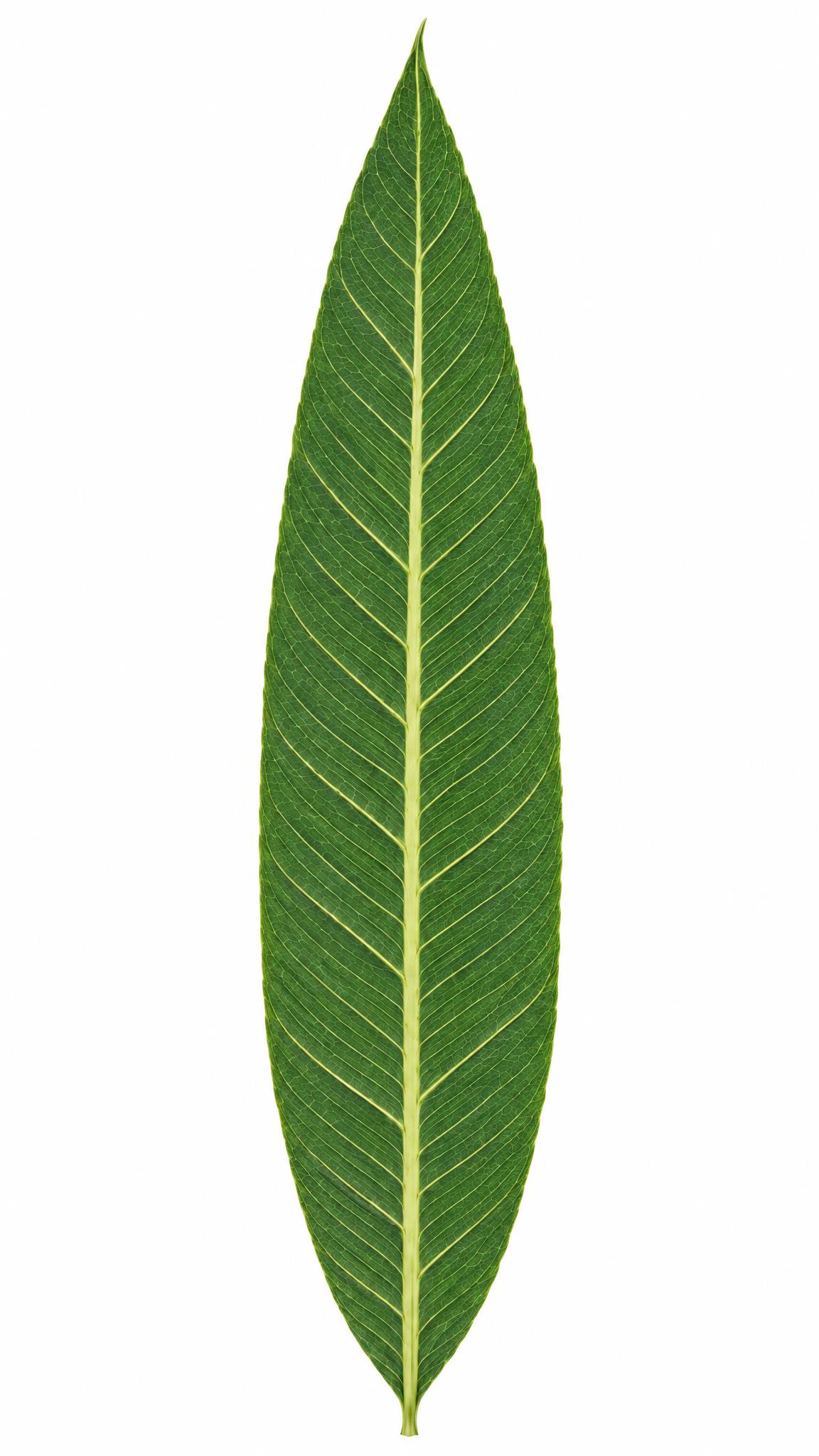提高叶脉清晰度，升级为超高清晰画面，原图色调完全不变，一点都不… - 图片创意预览