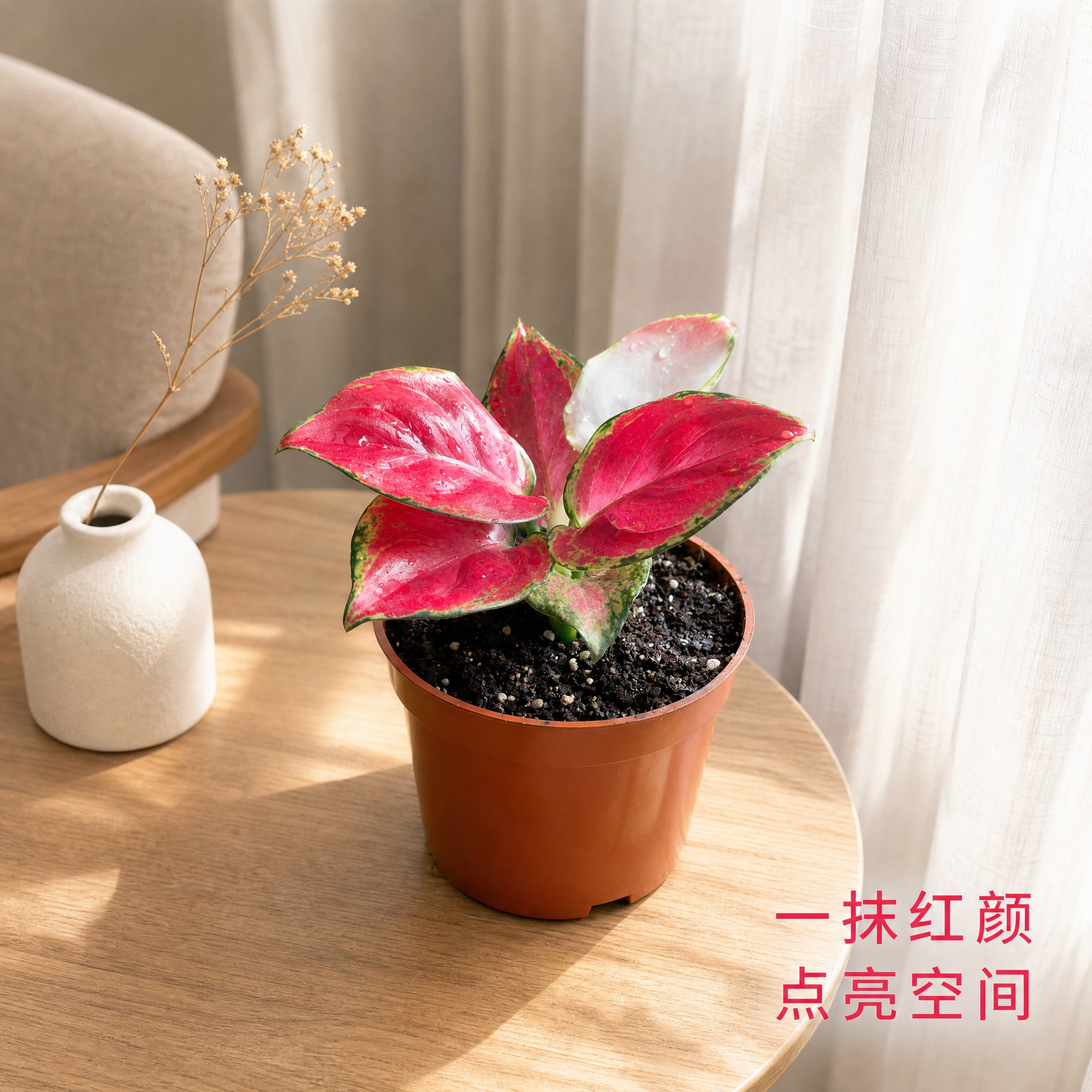 [主图-6] 红宝石粗肋草桌面场景陈列主图，展示家居摆放效果。… - 图片创意预览