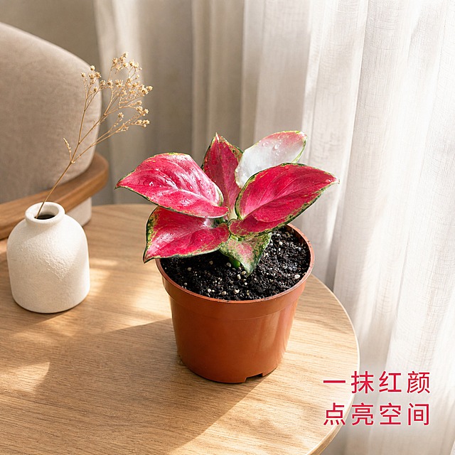 [主图-6] 红宝石粗肋草桌面场景陈列主图，展示家居摆放效果。
[统一基调] 真实高级生活摄影质感，温馨简约北欧风家居场景，自然柔和光线，午后氛围光影。
[画面] 红宝石粗肋草盆栽放置在浅木色边几上，平视略微俯视角度，主体占画面约50%。边几为浅橡木纹理，旁边有一个米白色陶瓷小花瓶、一支干花作为陪衬。背景是米白色纱帘，光线从右侧窗户柔和射入，在桌面形成自然光影。盆栽整体状态舒展，红艳锦叶在自然光下艳丽夺目，为空间增添一抹亮色，营造出温馨雅致的客厅角落氛围。
[光影质感] 自然光感，右侧柔和侧光，桌面有柔和阴影，红色叶片有自然高光，色彩饱满，整体温暖通透，生活摄影真实质感。
[配色] 主色：浅木色、红粉叶片、米白纱帘、白色陶瓷；整体色调温暖艳丽，简约高级。
[文字版式] 画面右下角放置文字「一抹红颜 点亮空间」，字体为现代无衬线体，玫红色，字号适中，不遮挡主体。
[输出要求] 1:1正方形，2048x2048，场景真实自然，产品清晰，文字清晰，无变形、无错字、无模糊、无水印。