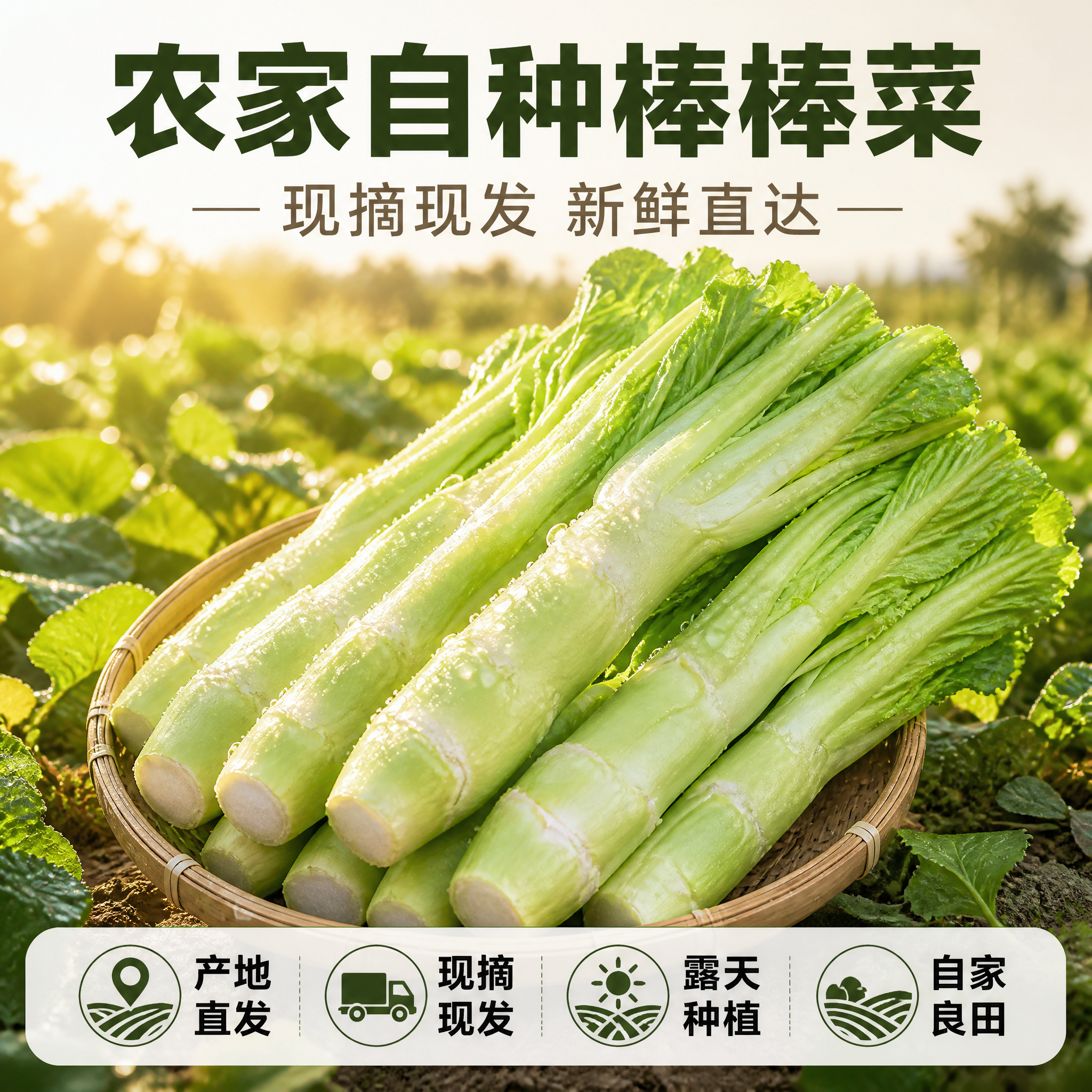 [主图-8] 农家自种棒棒菜（四川棒菜）服务承诺图，唯一任务：… - 图片创意预览
