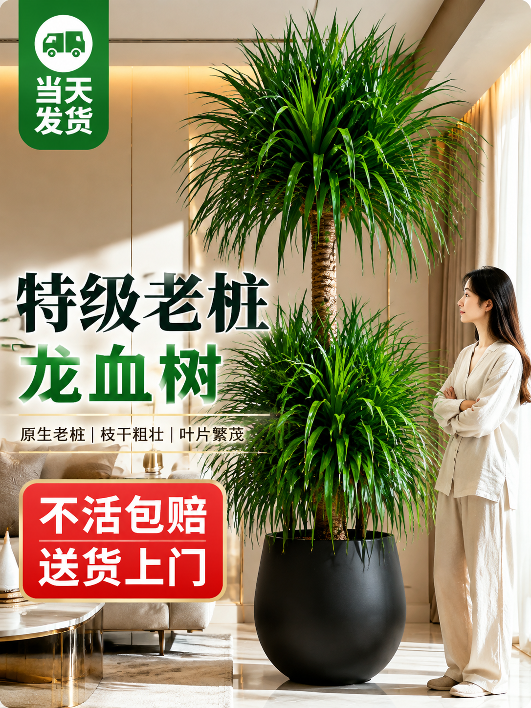 淘宝天猫电商主图，3:4竖版，大型龙血树绿植盆栽商品主图，画面… - 图片创意预览