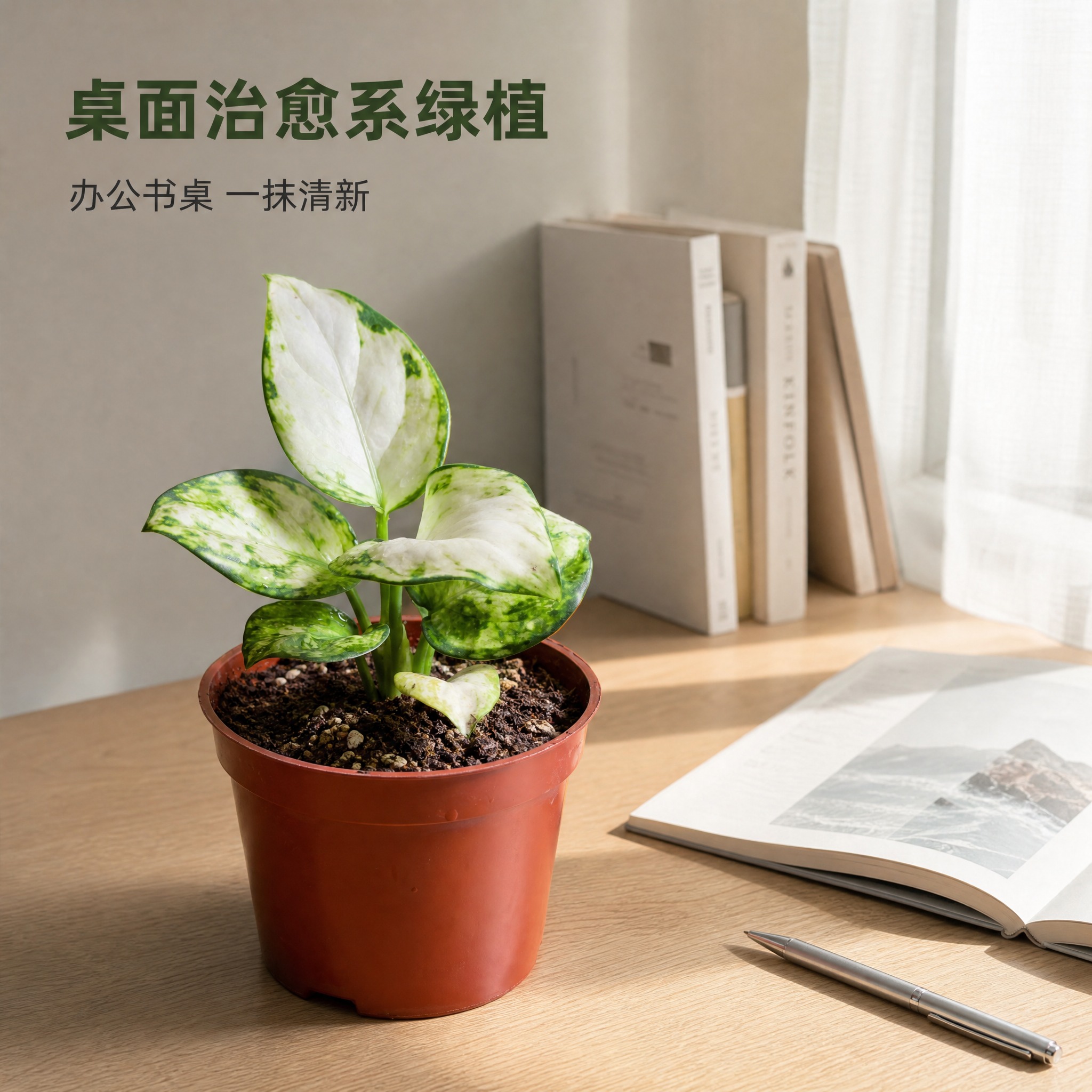 [主图-6] 白如意粗肋草 北欧书桌场景图 桌面绿植氛围感 [… - 图片创意预览