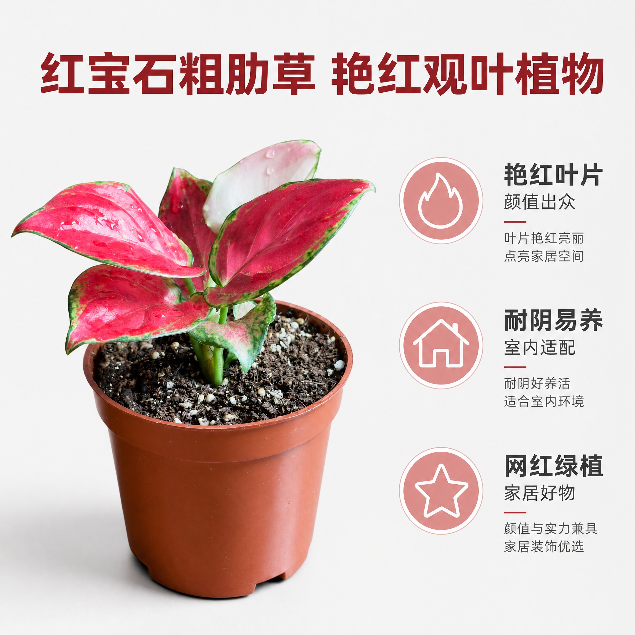 [主图-10 红宝石粗肋草 养护卖点信息图] 红宝石粗肋草养护… - 图片创意预览