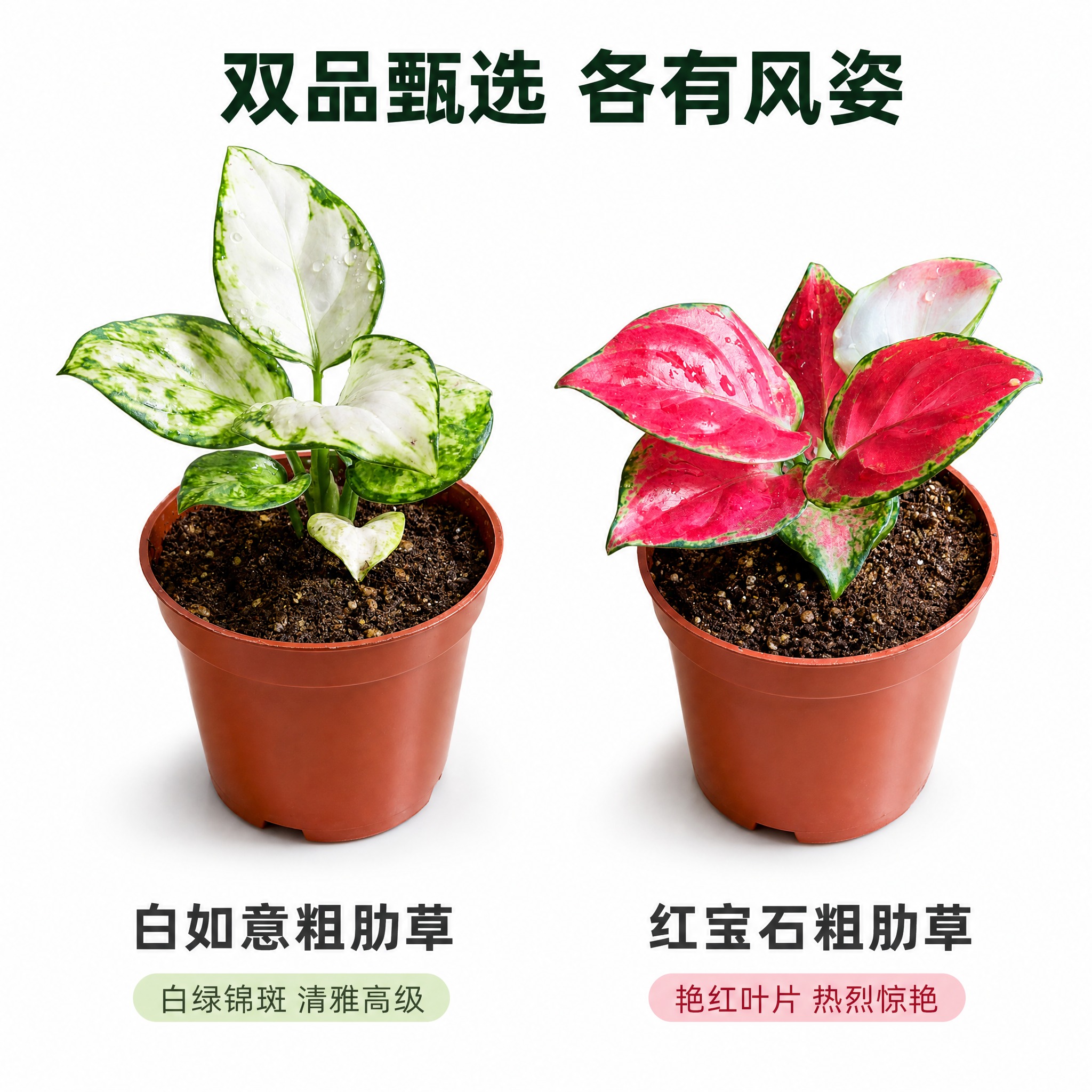 [主图-4] 两款对比展示 白如意与红宝石粗肋草外观差异 白色… - 图片创意预览