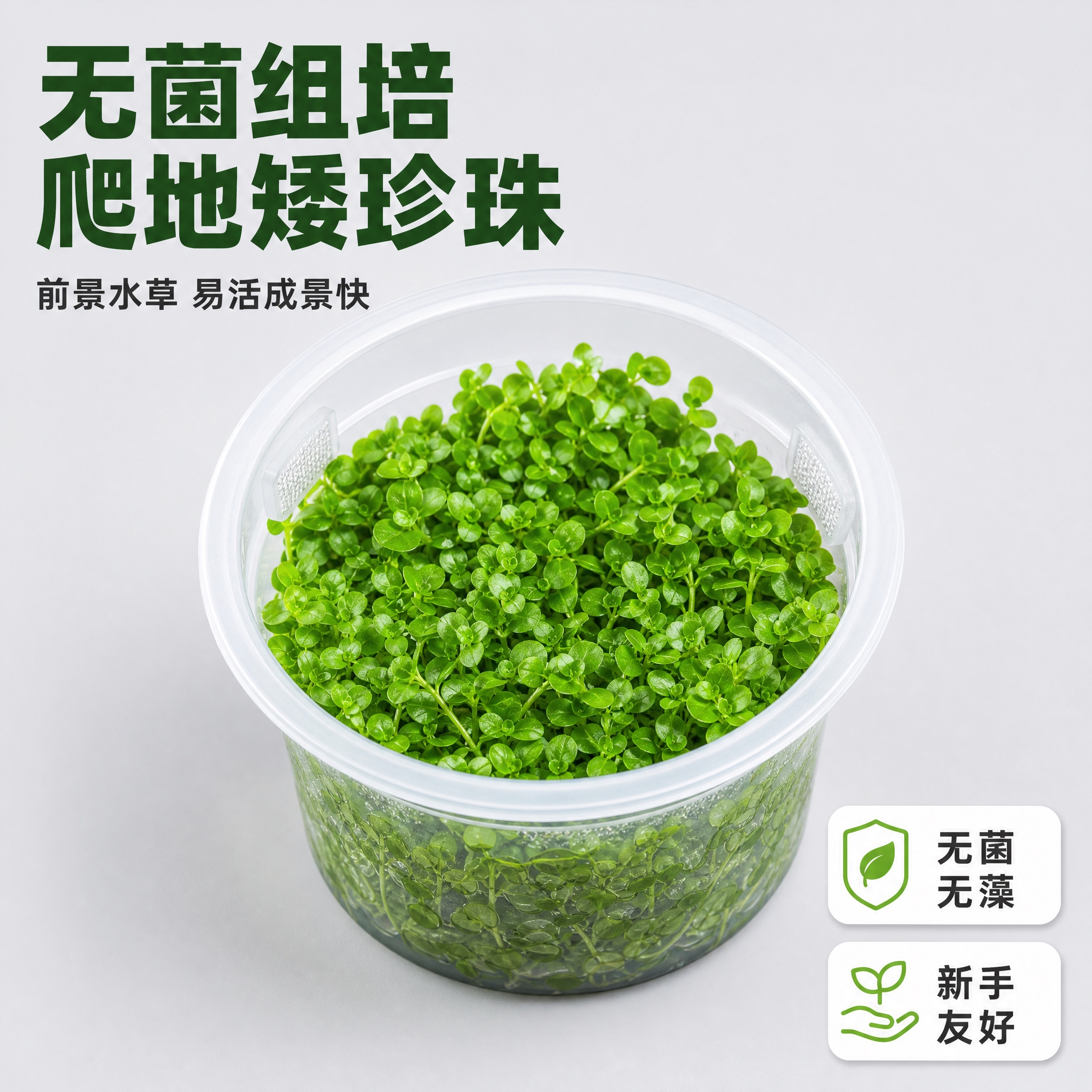 [主图-1] 产品首图展示，爬地矮珍珠无菌组培杯整体陈列，突出… - 图片创意预览