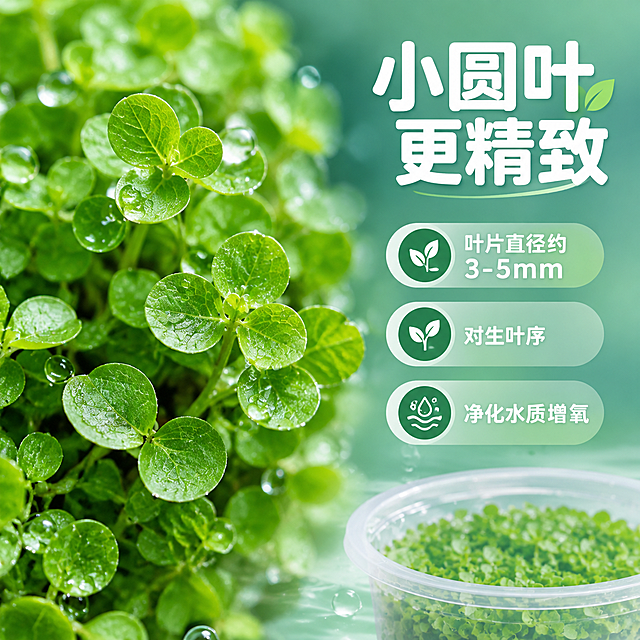 [主图-6] 产品细节特写 叶片形态 水质净化
[统一基调] 国内电商1:1方图 清新水族风格 主背景浅青绿色渐变 辅助色白色 深绿色标题字 浅绿圆角卡片 圆润无衬线字体 标题粗体大号 辅助文字缩小50% 整体干净通透 专业水族感
[画面] 画面左侧为爬地矮珍珠叶片微距特写 圆形小叶对生 翠绿饱满 叶脉清晰 占画面50% 右侧上方大标题 小圆叶 更精致 右侧下方三个信息点竖排 配小图标 叶片直径约3-5mm 对生叶序 净化水质增氧 画面底部隐约可见无菌杯产品轮廓 整体突出叶片细节质感
[光影质感] 微距摄影质感 叶片细节清晰 翠绿通透 表面有细微水珠 光线柔和 质感真实
[配色] 主背景深绿色到浅绿渐变 标题白色 信息点文字浅绿 图标翠绿色 保持清新水族感
[文字版式] 右侧上方主标题白色粗体大号 右侧下方三个信息点 每个配绿色小图标和白色文字 竖排排列 文字不遮挡叶片主体 字体圆润无衬线
[输出要求] 1:1正方形 叶片细节清晰 文字清晰 无变形 无错字 无水印 无平台Logo
