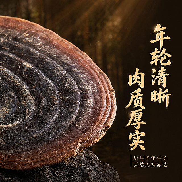[主图-3] 主题：灵芝边缘细节特写，展示野生灵芝的年轮纹理与厚度。
[统一基调] 中式养生风格，深木色渐变背景配暖金色光晕，主标题用粗笔书法体深棕色，辅助文案用细宋体浅金色，整体高端大气有山林自然气息。
[画面] 画面主体是无柄赤灵芝的局部特写，聚焦菌盖边缘和侧面厚度，清晰展示环状年轮纹理，从中心向外层层递进，颜色由深黑褐渐变为边缘的红褐色，表面有自然的凹凸质感和少量天然附着物。灵芝呈45度角侧立摆放，底部垫一小块深色石头固定。背景是深棕色虚化的山林背景，有丁达尔光效从上方洒下，突出灵芝的立体感和厚度。右侧留白区域放置标题和卖点。主体占画面约70%。
[光影质感] 微距商业摄影质感，侧逆光勾勒灵芝边缘轮廓，表面纹理细节丰富，有自然的光泽变化，阴影柔和有层次。
[配色] 背景主色深棕黑色渐变带暖光，标题字色暖金色，辅助文字浅棕色，强调色为金黄色光晕。整体色调神秘而有品质感。
[文字版式] 右侧竖排主标题"年轮清晰 肉质厚实"用粗笔书法体，金色字带轻微发光效果。下方辅助文案"野生多年生长 天然无柄赤芝"用细宋体浅金色，字号为主标题的35%。文字不遮挡灵芝主体。
[输出要求] 800*800像素正方形，产品细节清晰不变形，文字清晰可读，无水印无平台Logo，画面干净有品质感。禁止出现"产地直发"字样。禁止医疗功效宣传。禁止绝对化用语。