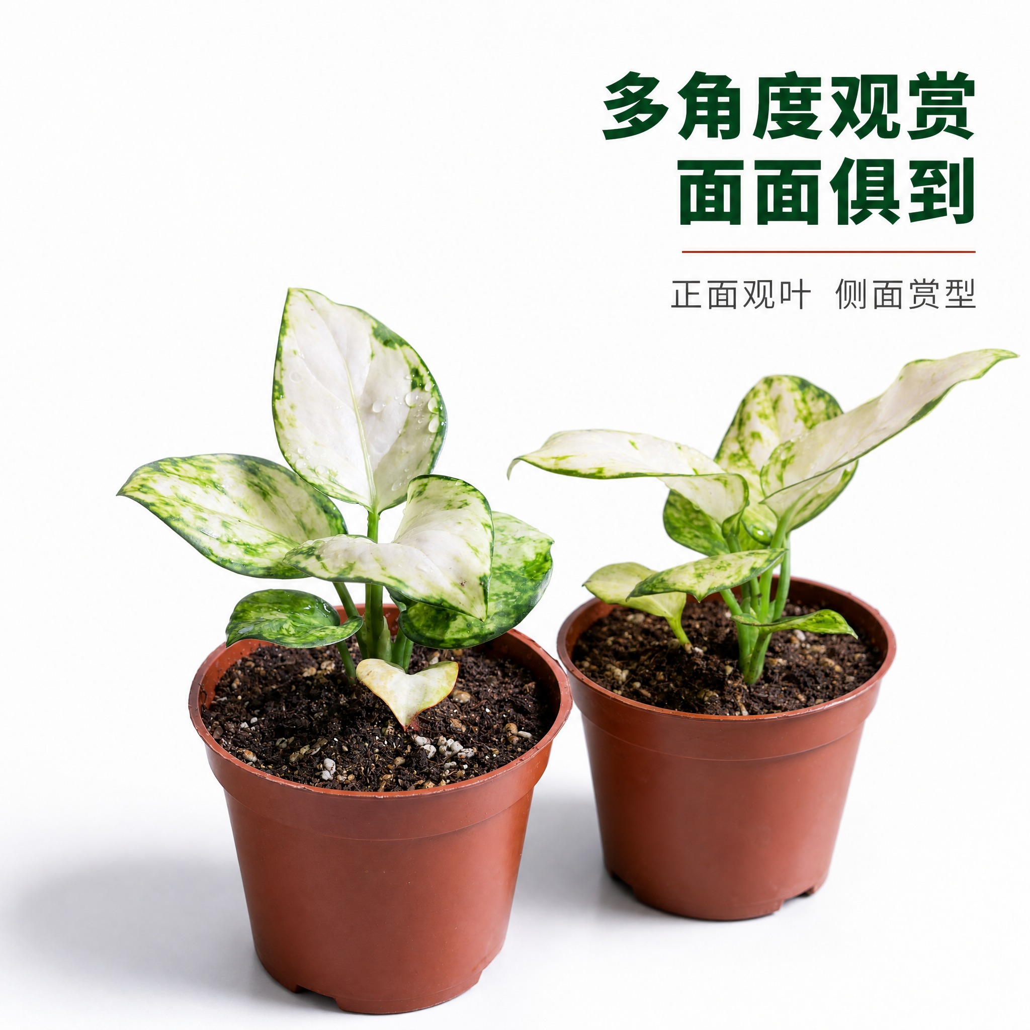 [主图-7] 白如意粗肋草不同生长角度展示，正面与侧面组合，呈… - 图片创意预览