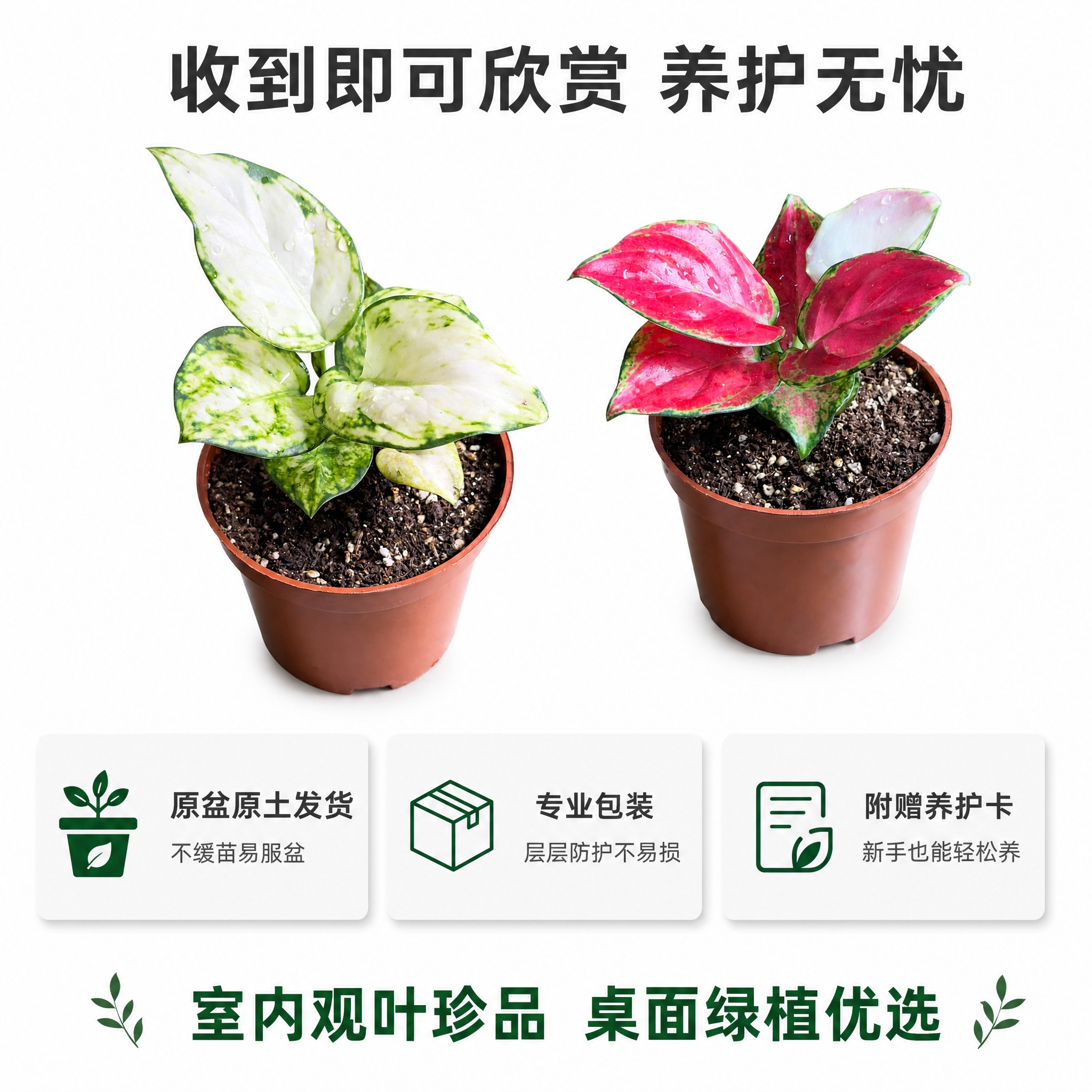 [主图-10] 规格与服务信息图 原盆发货 售后保障 促进下单… - 图片创意预览