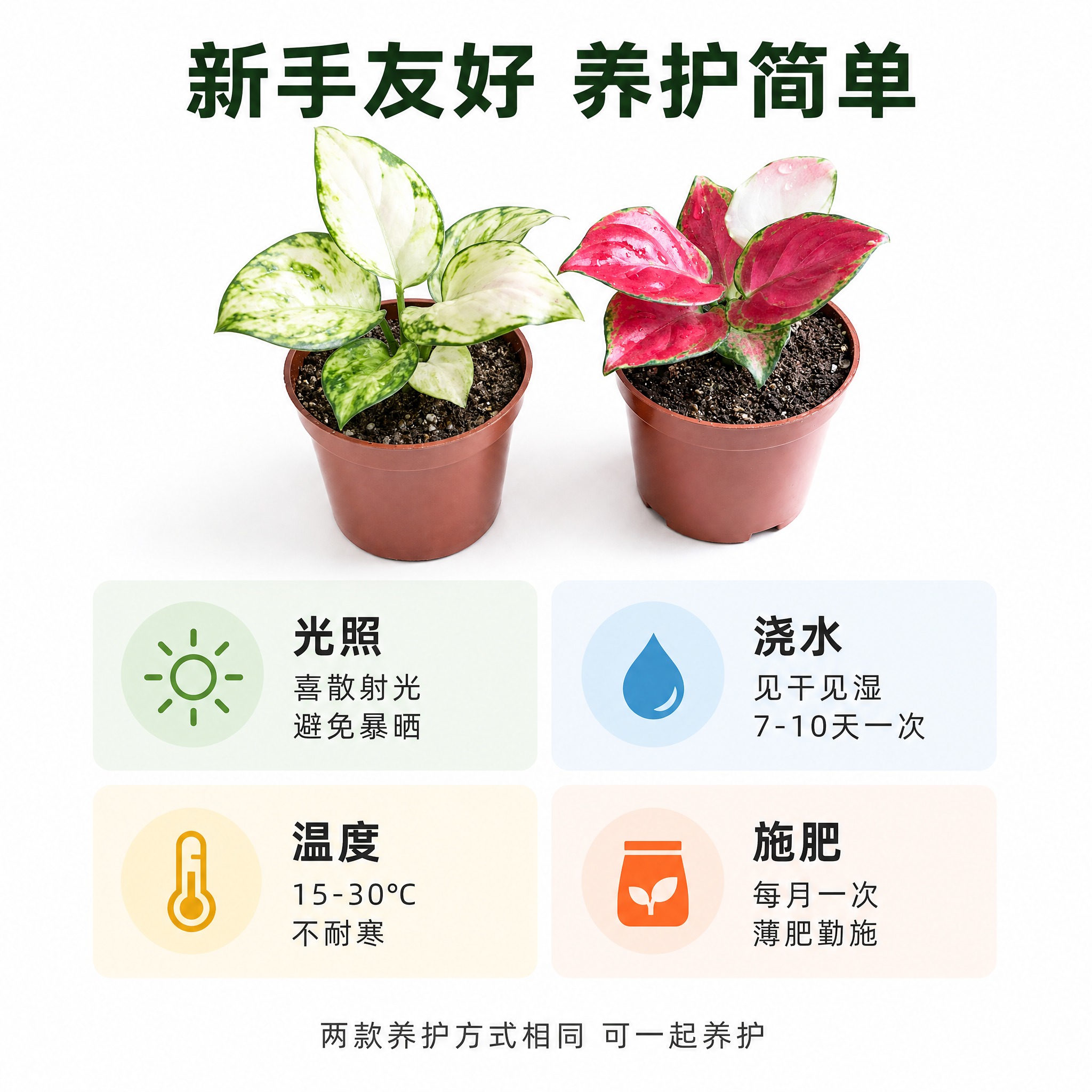 [主图-7] 养护指南信息主图，亮白色背景，展示两款粗肋草的日… - 图片创意预览