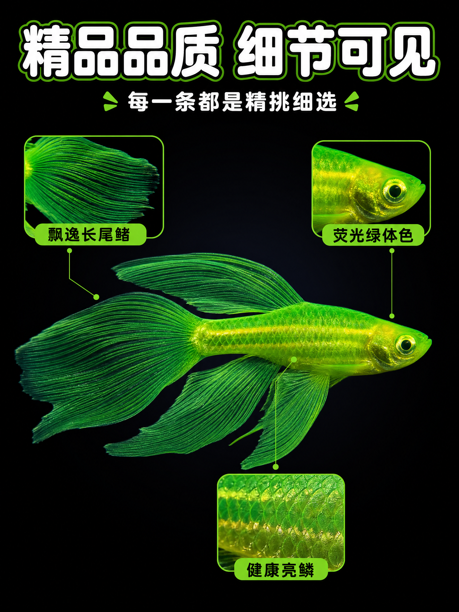 [商品] 使用【图1】翡翠绿长尾斑马鱼；保留荧光翡翠绿体色、飘… - 图片创意预览