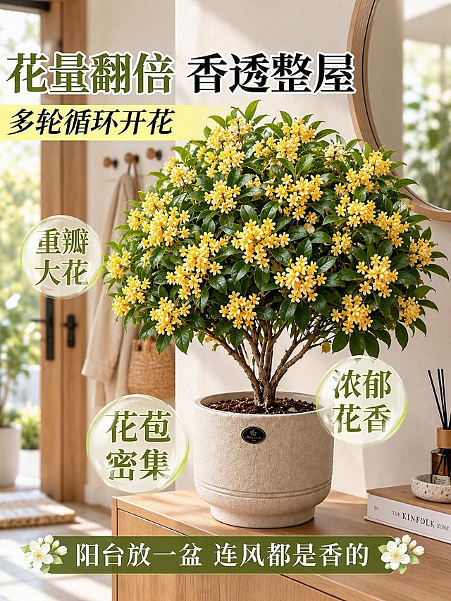 将图中的茉莉花替换为桂花，背景替换为北欧风入户玄关场景，保留花盆和整体盆栽构图，画面风格自然写实，电商商品展示质感