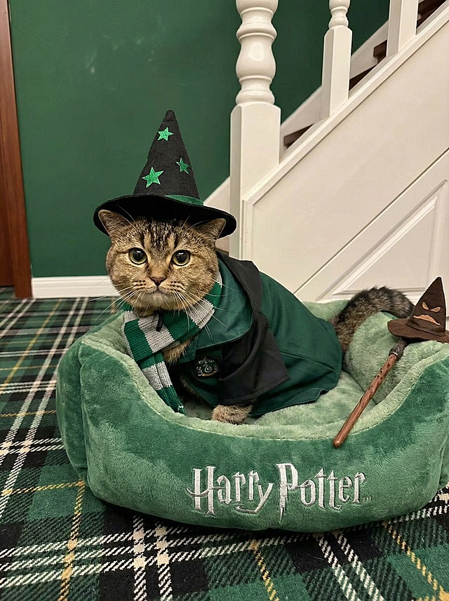 猫咪身着斯莱特林风格的巫师袍、条纹围巾，头戴带绿星的黑色巫师帽，慵懒窝在印有 “Harry Potter” 标识的毛绒猫窝里，深绿墙面背景，搭配白色楼梯、斯莱特林配色（绿黑白）的格纹地毯，旁置巫师杖、巫师帽等道具