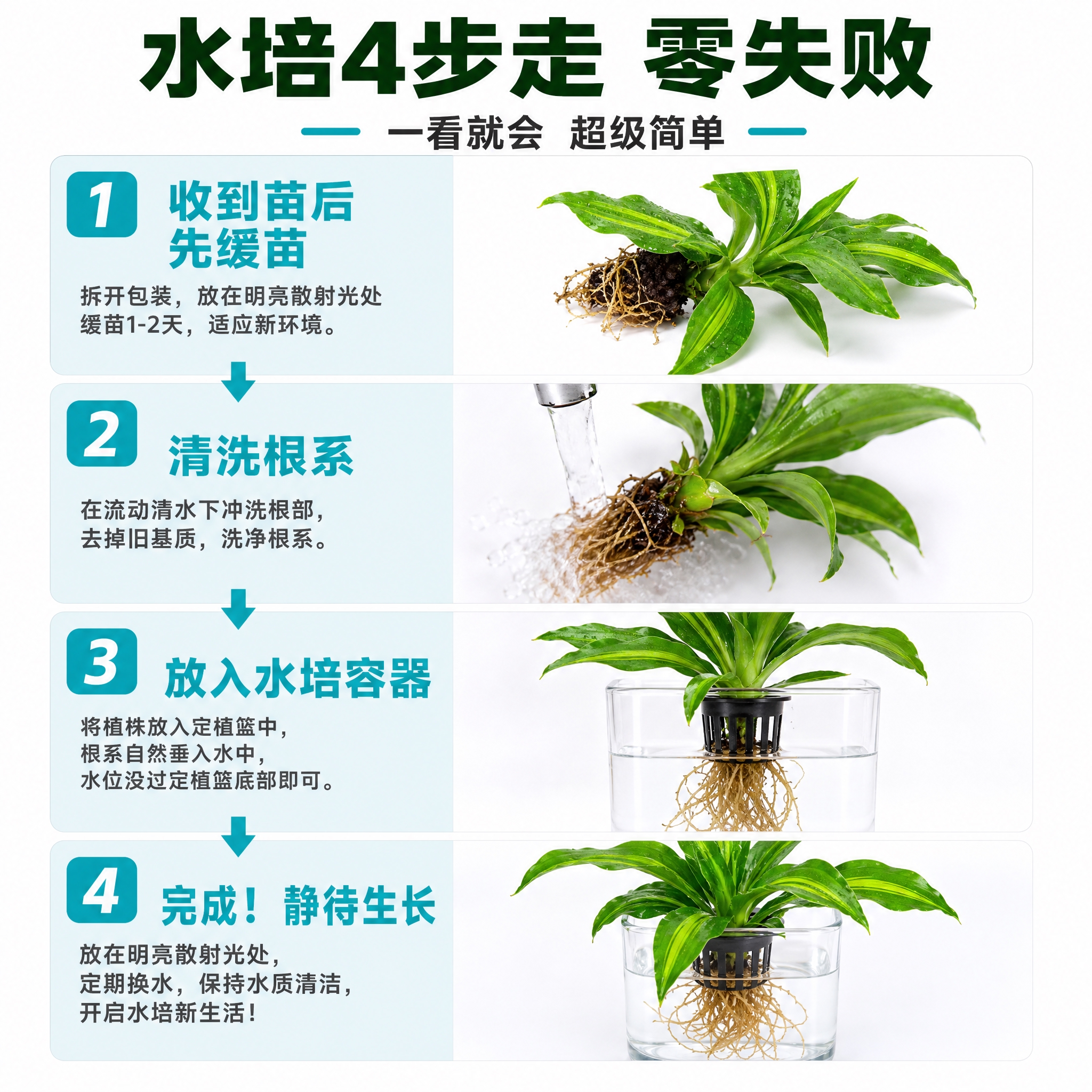 [主图-5] 水培分步教程主题，唯一任务是用详细的步骤图教买家… - 图片创意预览