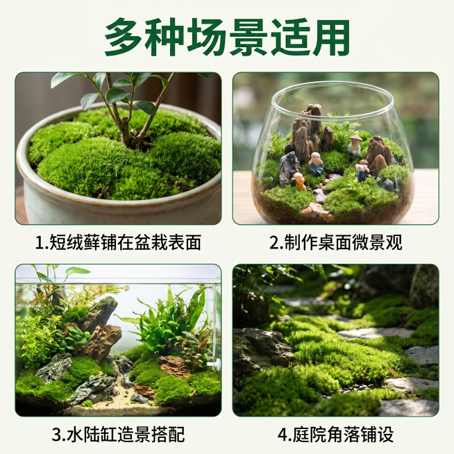 [主图 4] 短绒藓应用场景拼版展示，氛围风格真实自然商业摄影，画质超高清通透、画面干净高级。元素四张局部场景小图拼在一整张主图中，分别展示：1短绒藓铺在盆栽表面、2制作桌面微景观、3水陆缸造景搭配、预览效果