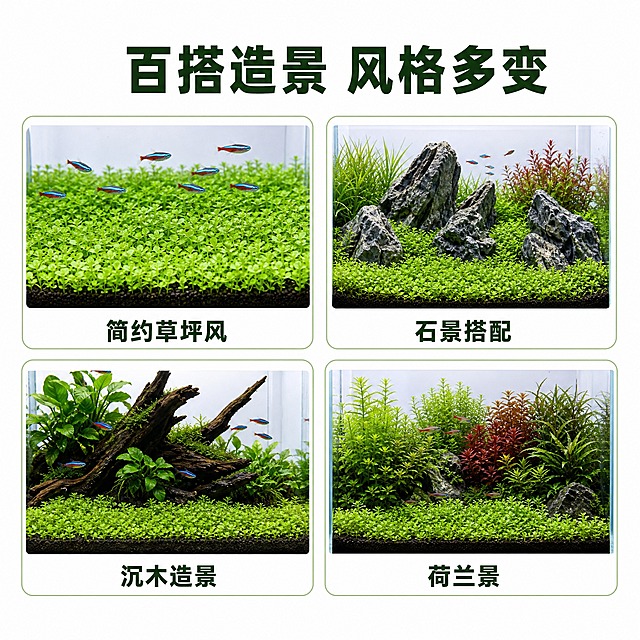 [主图-7] 爬地矮珍珠适用场景与造景风格图，展示多种鱼缸造景搭配。
[统一基调] 整体风格清新自然干净，背景纯白色#FFFFFF，标题字色深绿色，辅助字色深灰色，强调色翠绿色，字体为无衬线粗体中文，字号层级分明，卡片用细圆角浅绿色描边。
[画面] 上方主标题，下方用4宫格展示4种不同造景风格中爬地矮珍珠的应用：第1格"简约草坪风"纯前景草坪效果，第2格"石景搭配"配青龙石的造景，第3格"沉木造景"配沉木的自然风格，第4格"荷兰景"多种水草搭配的荷兰式造景。每格都是小尺寸场景缩略图，爬地矮珍珠均作为前景草出现。
[光影质感] 每格都是水族箱摄影质感，光线自然，水草清晰，4格色调统一，白底干净。
[配色] 背景纯白色，各格内以绿色和蓝色为主，文字深绿色，整体丰富而不杂乱。
[文字版式] 顶部居中主标题"百搭造景 风格多变"，下方2x2排列4个圆角方框，每框下方标注对应风格名称。文字简洁明了。
[输出要求] 1:1正方形，2048x2048，每格场景清晰，文字清晰可读，无变形，无错字，无水印，无平台Logo。