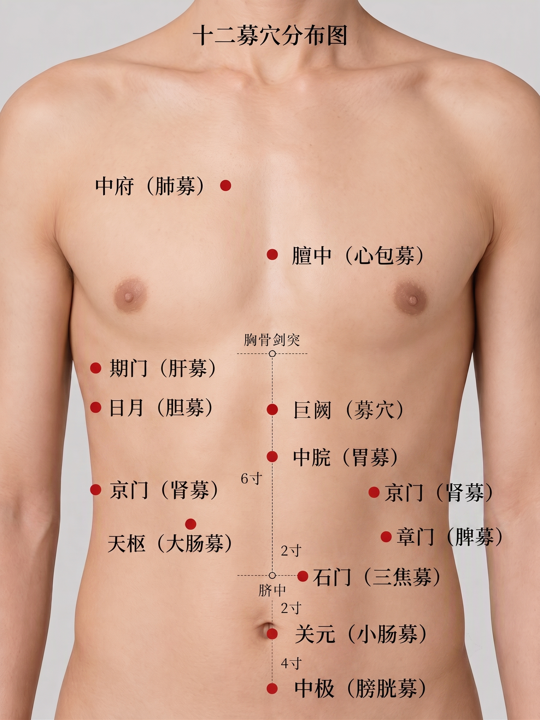 募穴的位置是12个，分别是中府、膻中、期门、巨阙、日月、中脘、… - 图片创意预览
