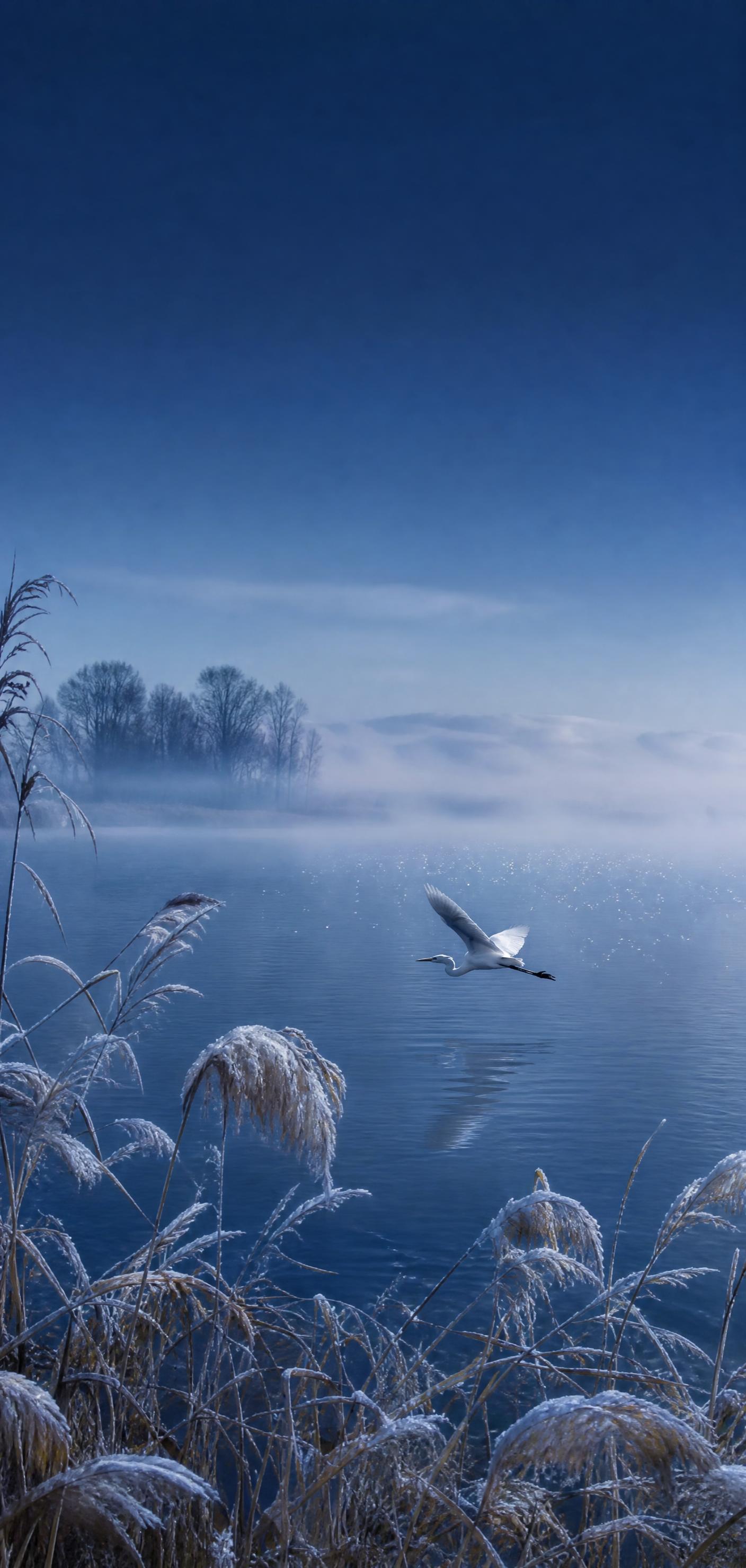 竖版海报构图，清冷的蓝调湿地湖景，清晨薄雾笼罩，前景是摇曳的芦… - 图片创意预览