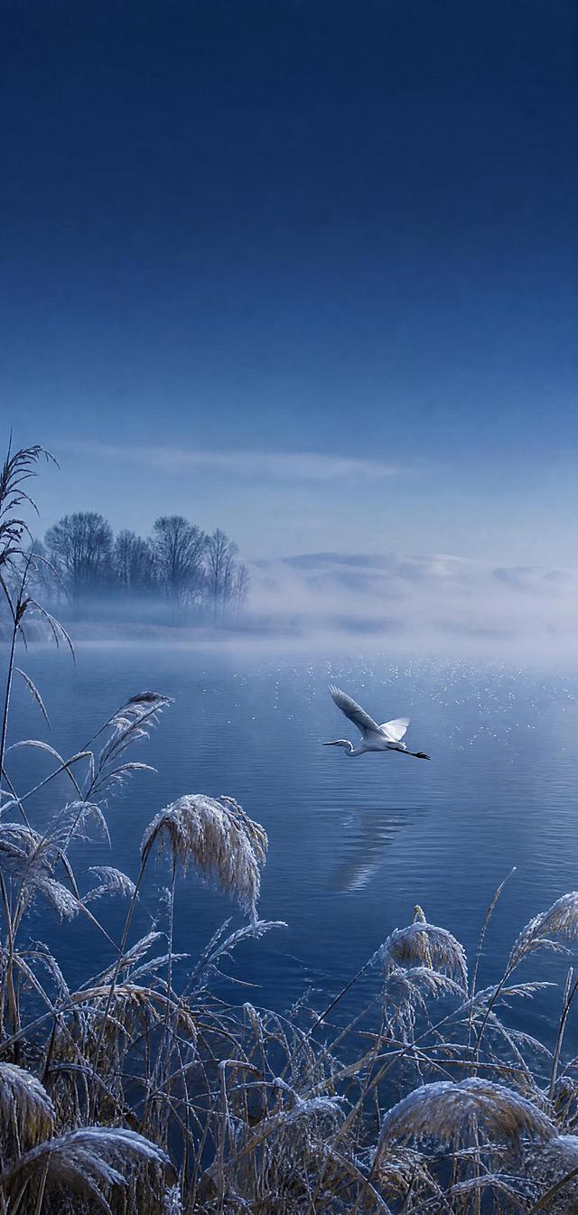 竖版海报构图，清冷的蓝调湿地湖景，清晨薄雾笼罩，前景是摇曳的芦苇和荻花，上面有白霜，一只白色的白鹭正低空掠过平静的湖面，水面泛着细碎的银色波光，远处湖面与雾气交融，朦胧静谧，深蓝色渐变天空，整体色调以深蓝和灰蓝为主，清冷湿润的氛围，写实摄影风格，高级质感，电影级光影，景深，高细节，8K分辨率，注意画面留白