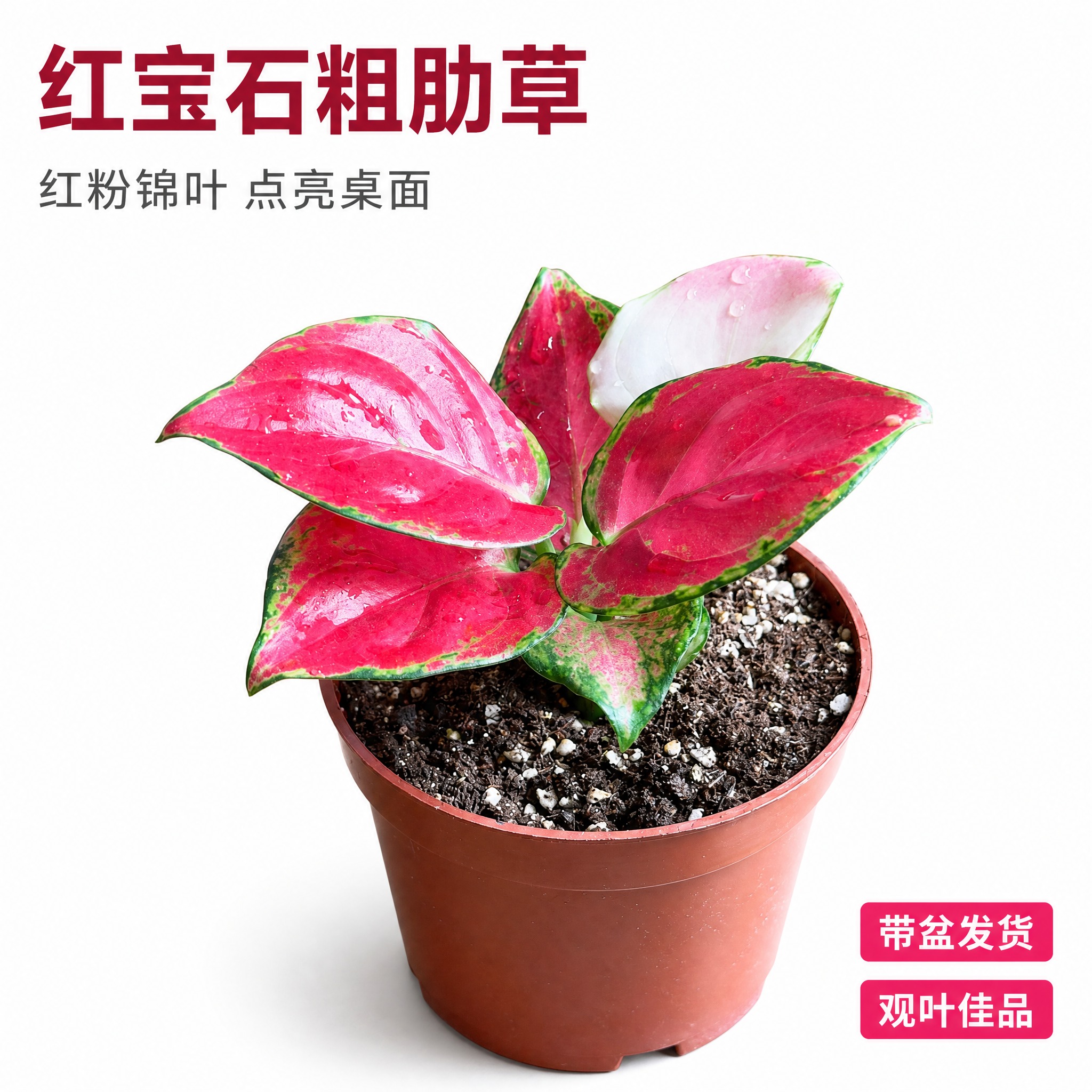 [主图-2] 红宝石粗肋草 白底英雄主图 突出红粉锦叶浓郁色彩… - 图片创意预览