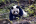 模板预览图