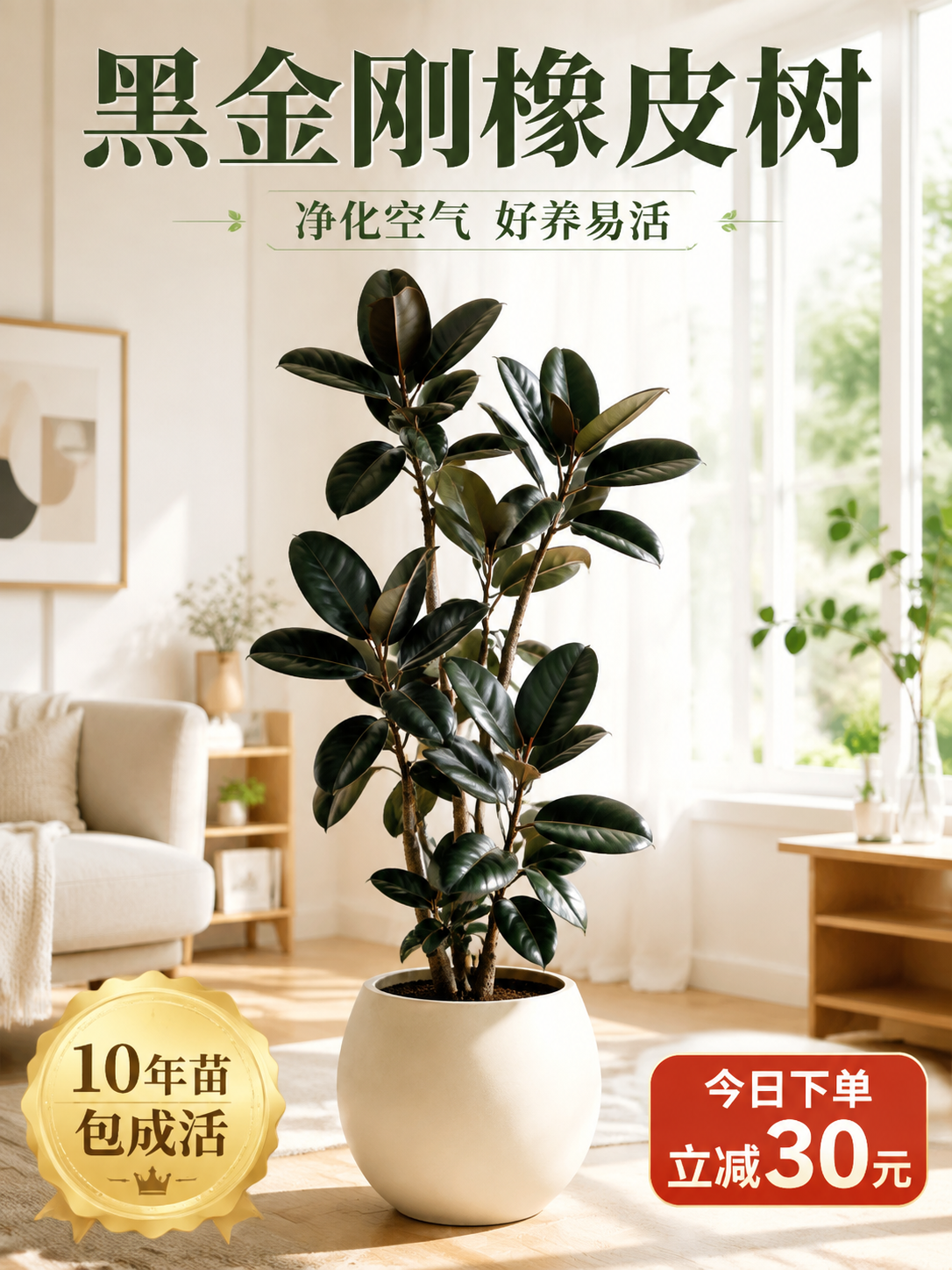 淘宝天猫电商主图，3:4竖版，画面主体是一盆造型优美的黑金刚橡… - 图片创意预览