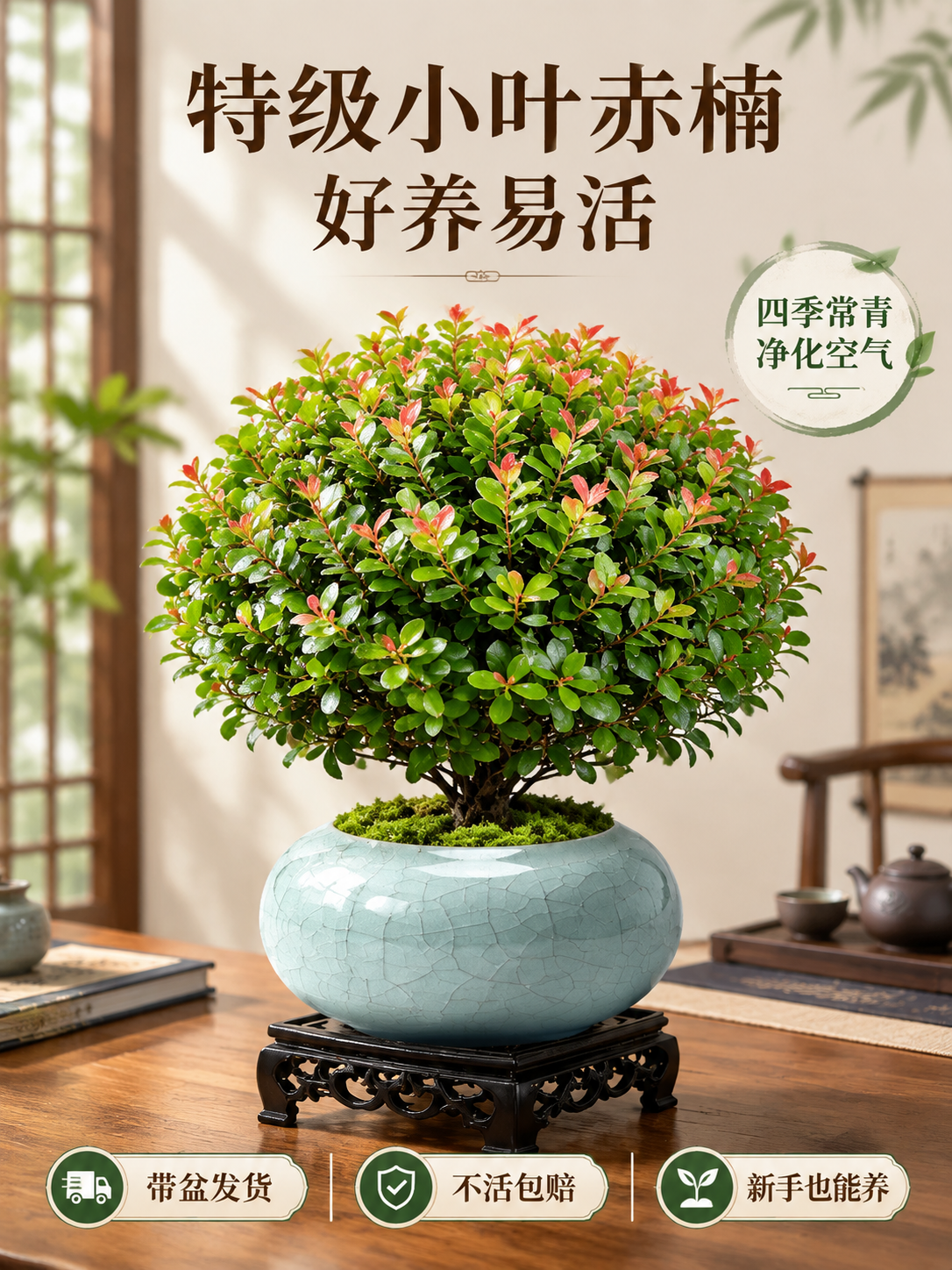 淘宝天猫电商主图，3:4竖版，主体是特级小叶赤楠盆栽，叶片翠绿… - 图片创意预览