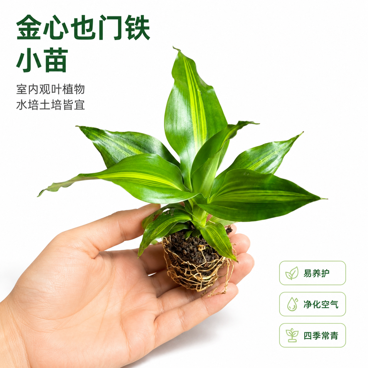 [主图-1] 金心也门铁小苗产品主图 洁白背景 真实摄影 [统… - 图片创意预览
