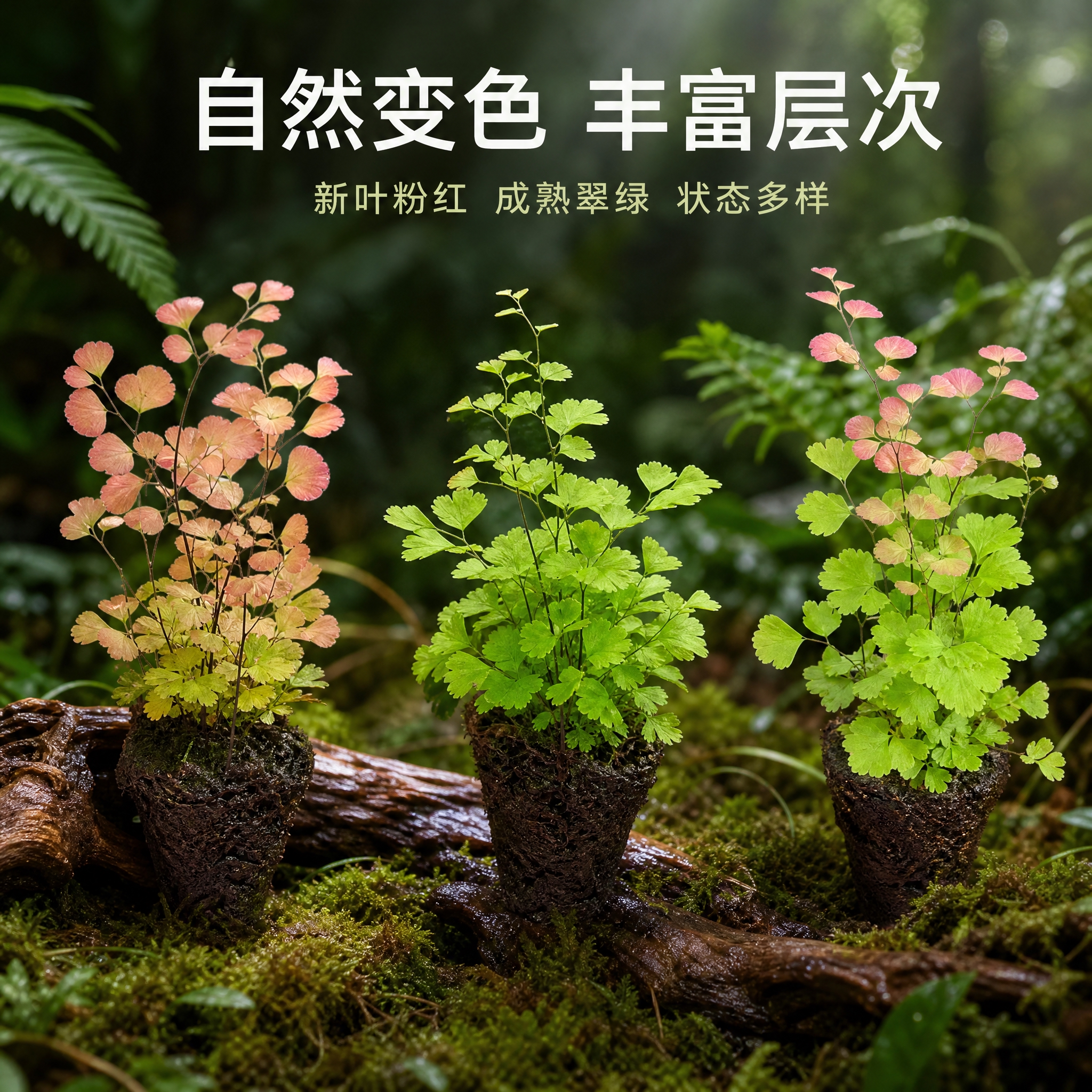 [主图-6] 不同生长状态展示图，展示柔情铁线蕨多种叶色变化与… - 图片创意预览