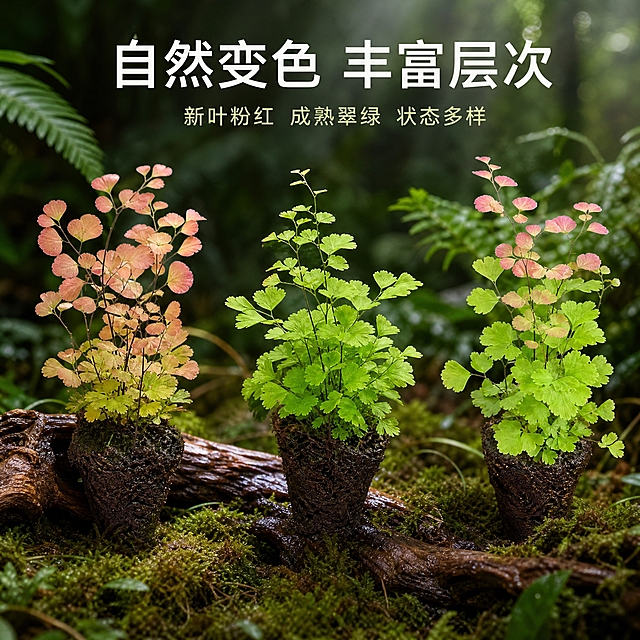 [主图-6] 不同生长状态展示图，展示柔情铁线蕨多种叶色变化与生长形态。
[统一基调] 热带雨林真实质感，深绿色为主色调，搭配蕨类植物的嫩绿与粉红叶色，自然柔和的散射光，营造湿润雨林微观生态氛围。字体采用简洁无衬线体，标题字色为白色或浅金色，辅助字色为浅灰绿色，整体风格自然高级。
[画面] 画面中展示2-3株不同状态的柔情铁线蕨，分别呈现不同的叶色状态：一株以粉红新叶为主，一株以绿色成熟叶为主，一株粉绿相间。它们排列在热带雨林背景的苔藓地面或枯木上，高低错落有致。每株都带有完整的土球或种植在小型基质块上。背景是虚化的雨林植物，有光线从上方洒落。通过多株并置展示铁线蕨丰富的叶色变化和自然生长的不同阶段。
[光影质感] 柔和顶光，均匀照亮每一株植物，叶片有自然光泽，土球表面湿润，整体真实自然。
[配色] 绿色+粉红为主色调，背景深绿虚化，棕色枯木点缀，文字白色或浅金色。
[文字版式] 画面上方放置主标题「自然变色 丰富层次」，下方小字：「新叶粉红 成熟翠绿 状态多样」，文字居中或左对齐，放在负空间。
[输出要求] 1:1比例，多株植物形态准确，叶色区分自然，整体和谐。负向：变形、错字、模糊、杂乱、水印、平台Logo、植株形态失真、颜色不自然。