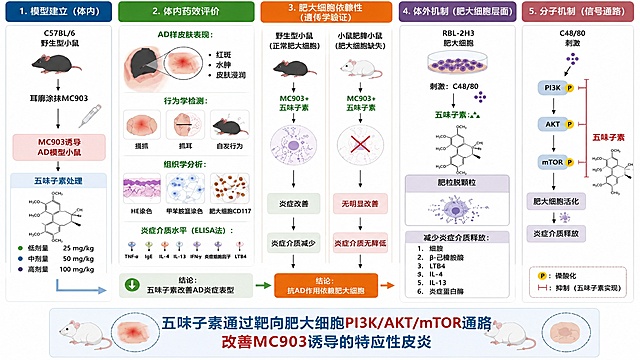 基于当前全中文五味子素机制图，仅修改底部标题为："五味子素通过靶向肥大细胞PI3K/AKT/mTOR通路改善MC903诱导的特应性皮炎"，保留原有所有模块布局、中文标注、结构式、配色、实验内容完全不变，保持整体专业学术风格。