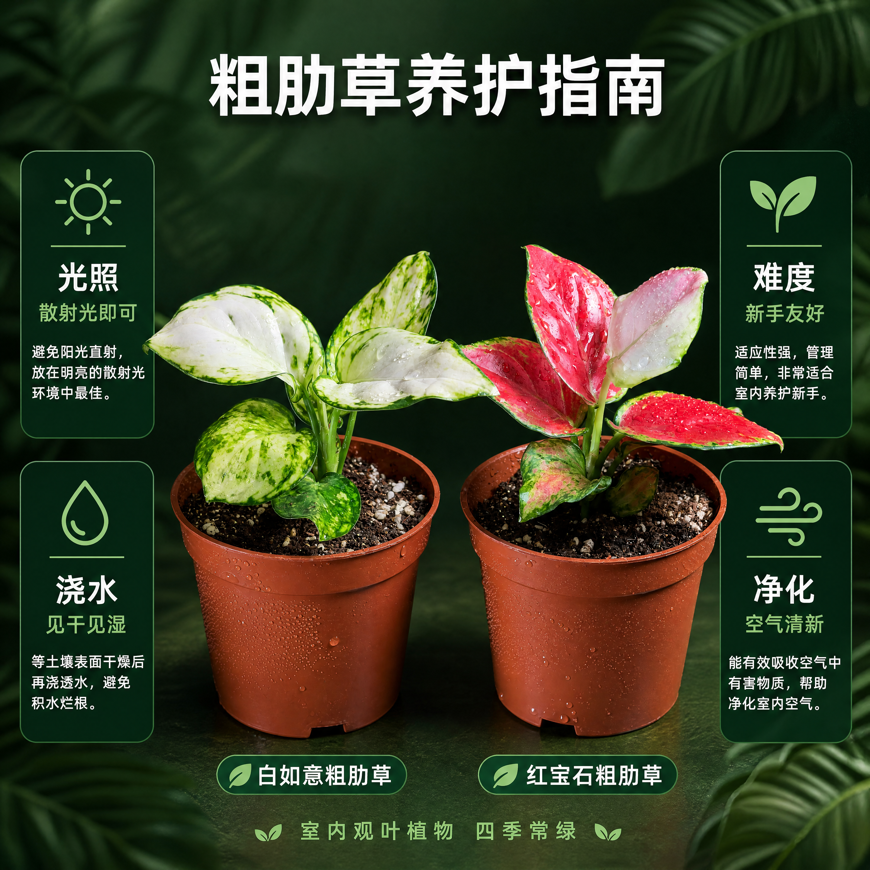 [主图-5] 白如意粗肋草和红宝石粗肋草 养护特点与规格信息图… - 图片创意预览
