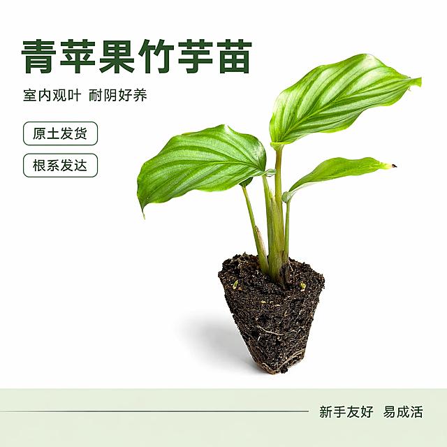 [主图-1] 青苹果竹芋苗首图 白底清新爆款主图
[氛围风格] 清新自然 极简白底 真实摄影质感 电商爆款风
[画质] 商业摄影质感 光线柔和通透 产品清晰真实 画面干净高级 叶片翠绿有光泽
[元素] 画面中央偏右放置一株青苹果竹芋苗穴盘苗 带原土根系 叶片圆润饱满呈鲜绿色 条纹清晰 叶脉分明 植株健康挺拔 商品主体占比约70% 背景为纯净白色 底部有极淡投影增加立体感 左上角留白放置文案 保持青苹果竹芋苗外观（即物理结构 材质质感 颜色 叶片形态）与输入产品图绝对一致 杜绝任何变形和色差 精细化处理叶片纹理与根系细节
[光影] 顶部柔光主光 左侧辅助光 右侧轻微反光板补光 叶片表面有自然高光 叶脉纹理清晰 整体光线均匀柔和 无硬阴影 营造清新通透的绿植感
[配色] 主色清新翠绿 辅色纯白背景 点缀深绿与嫩黄渐变
[视角构图] 平视略微偏俯视角度 主体居中偏右 左侧留白 景深适中 主体清晰 背景纯净
[文字版式] 左上负空间左对齐 主标题大字粗体无衬线深绿色 写"青苹果竹芋苗" 下方辅助小字写"室内观叶 耐阴好养" 再下方两个圆角小标签 分别写"原土发货"和"根系发达" 底部极细通栏半透明浅绿条 右侧写"新手友好 易成活" 文字清晰不遮挡主体
[输出要求] 1:1比例 文字清晰可辨 超高清商业摄影质感
[负向提示词] 变形 文字错乱 产品图模糊 背景杂乱 水印 电商平台Logo 黄叶 病斑 枯萎