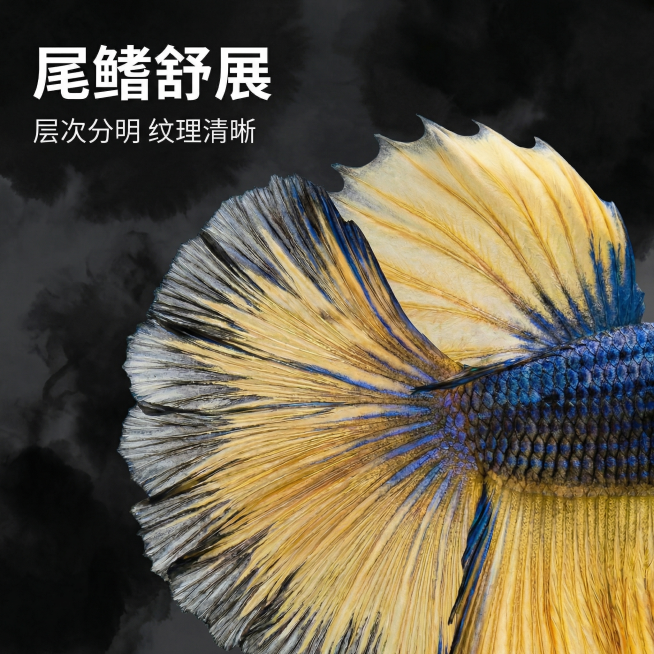 [主图 2] 芥子斗鱼细节展示主图
[氛围风格] 浓墨国潮风格，质感突出，细节清晰
[画面元素] 商业摄影质感，光线柔和通透，产品清晰真实，画面干净高级。极致特写放大泰国芥子半月斗鱼的尾鳍细节，完美保预览效果