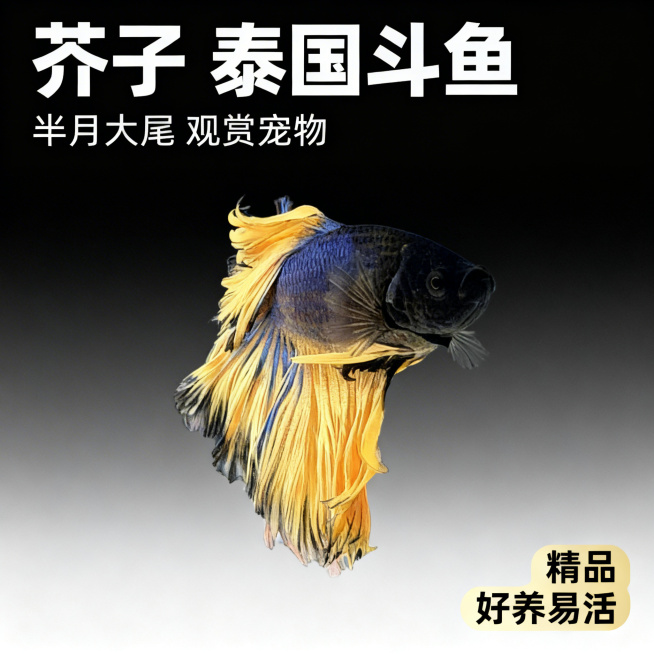 [主图 1] 泰国斗鱼芥子半月首图，拼多多高点击率观赏鱼主图
[氛围风格] 水族观赏风格，干净简约高级，突出斗鱼高颜值外形。
[画面元素] 商业摄影质感、光线柔和通透、产品清晰真实、画面干净高级。泰国预览效果