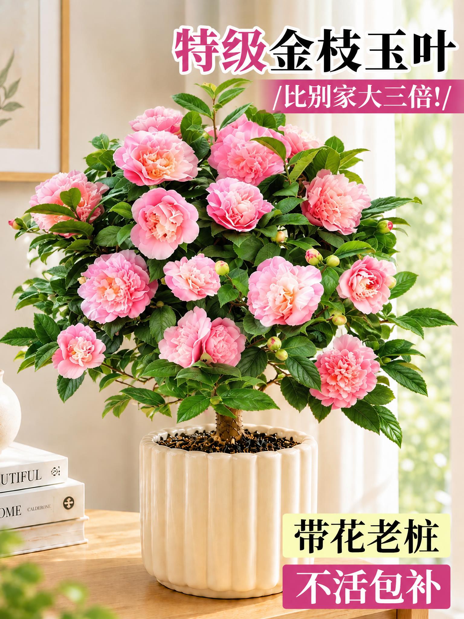 将图中的金枝玉叶盆栽替换为茶花盆栽，茶花盆栽的形态、花朵、叶片… - 图片创意预览