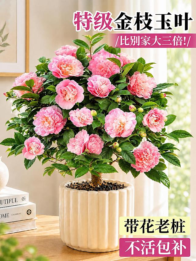 将图中的金枝玉叶盆栽替换为茶花盆栽，茶花盆栽的形态、花朵、叶片参考第二张图的茶花盆栽样式，保持原图的白色竖纹花盆、桌面、书籍、背景窗帘和整体光影氛围不变，保留原图的所有文字内容和排版位置不变