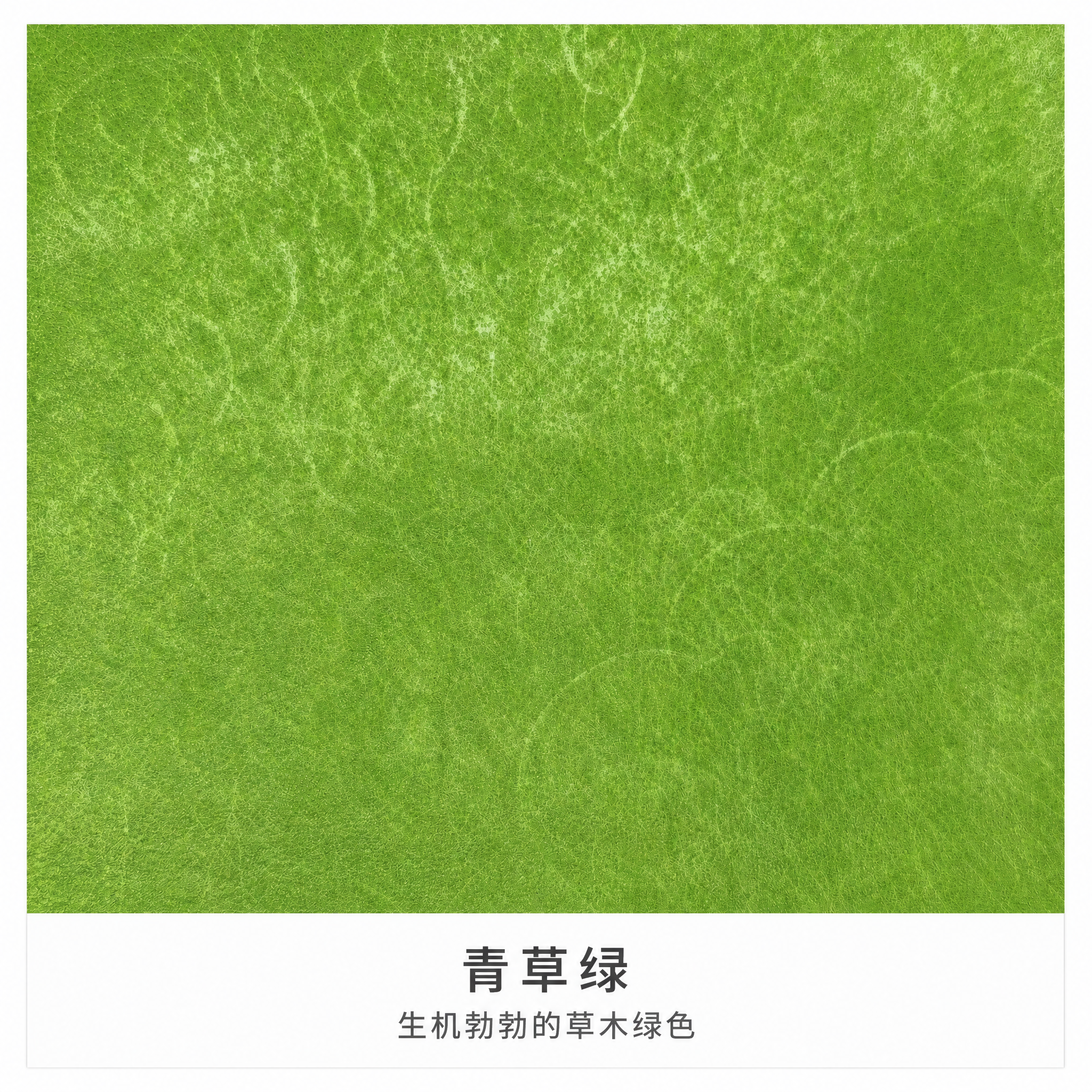 将这张皮料色卡修改为统一格式：保留皮料原始颜色和纹路完全不变，… - 图片创意预览