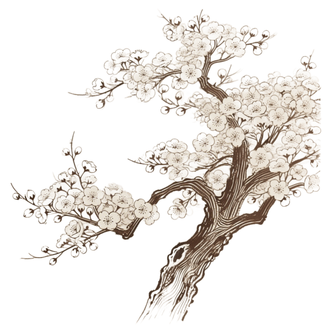 一颗完整的樱花树，棕色线条绘制，白描风格，无填充色预览效果